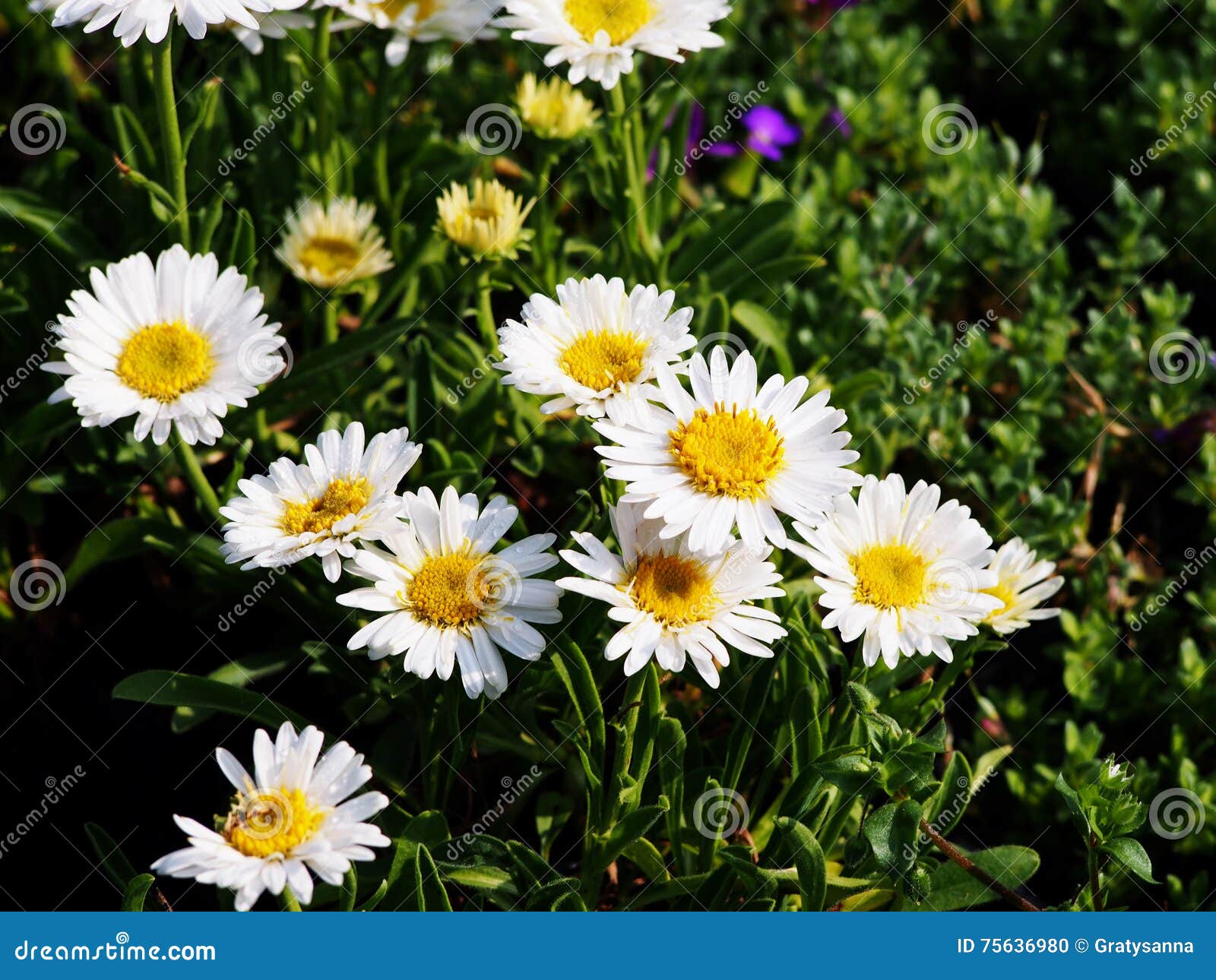 alpine aster