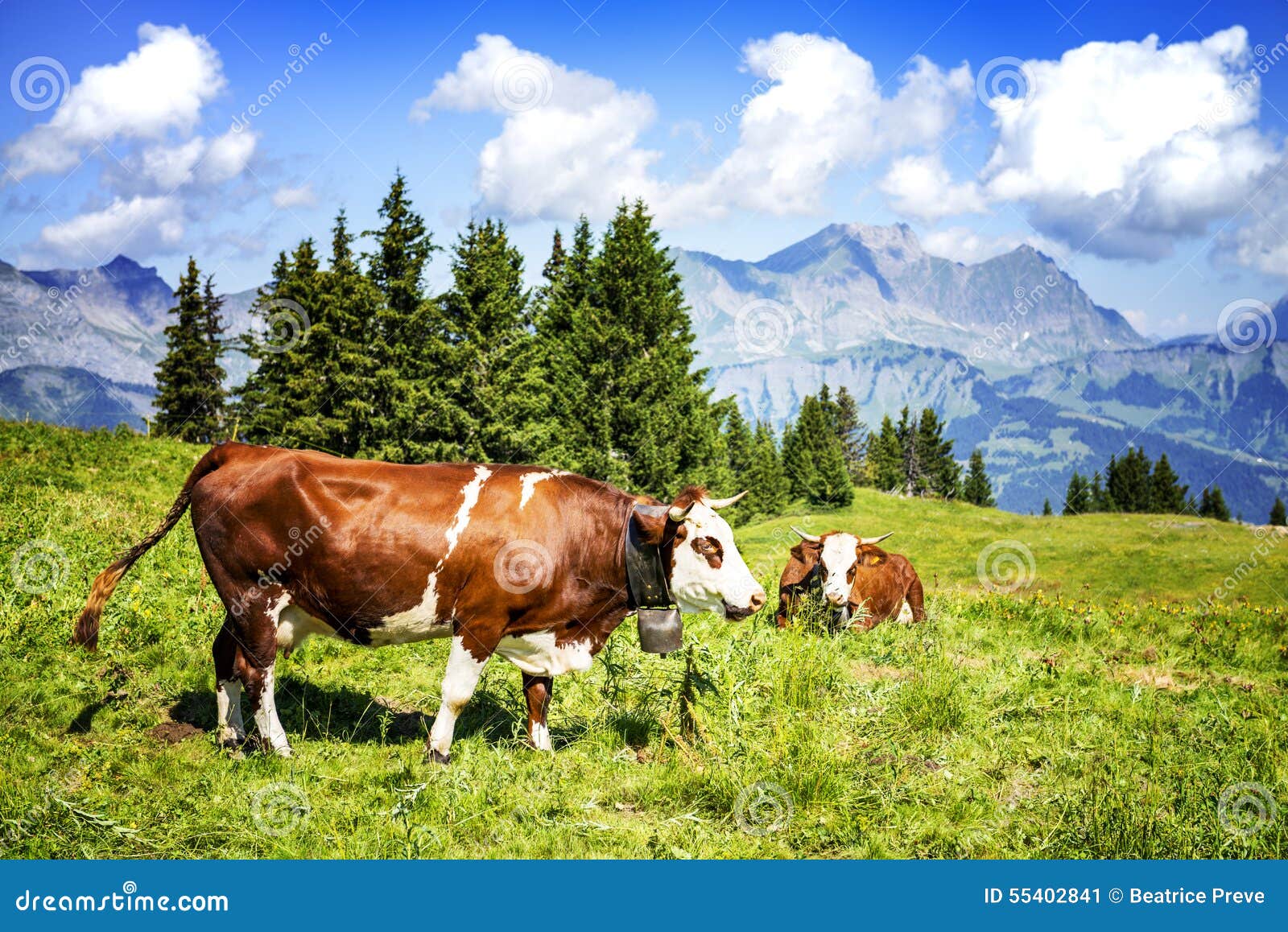 Alpine cows stock image. Image of calf, beauty, alps - 55402841