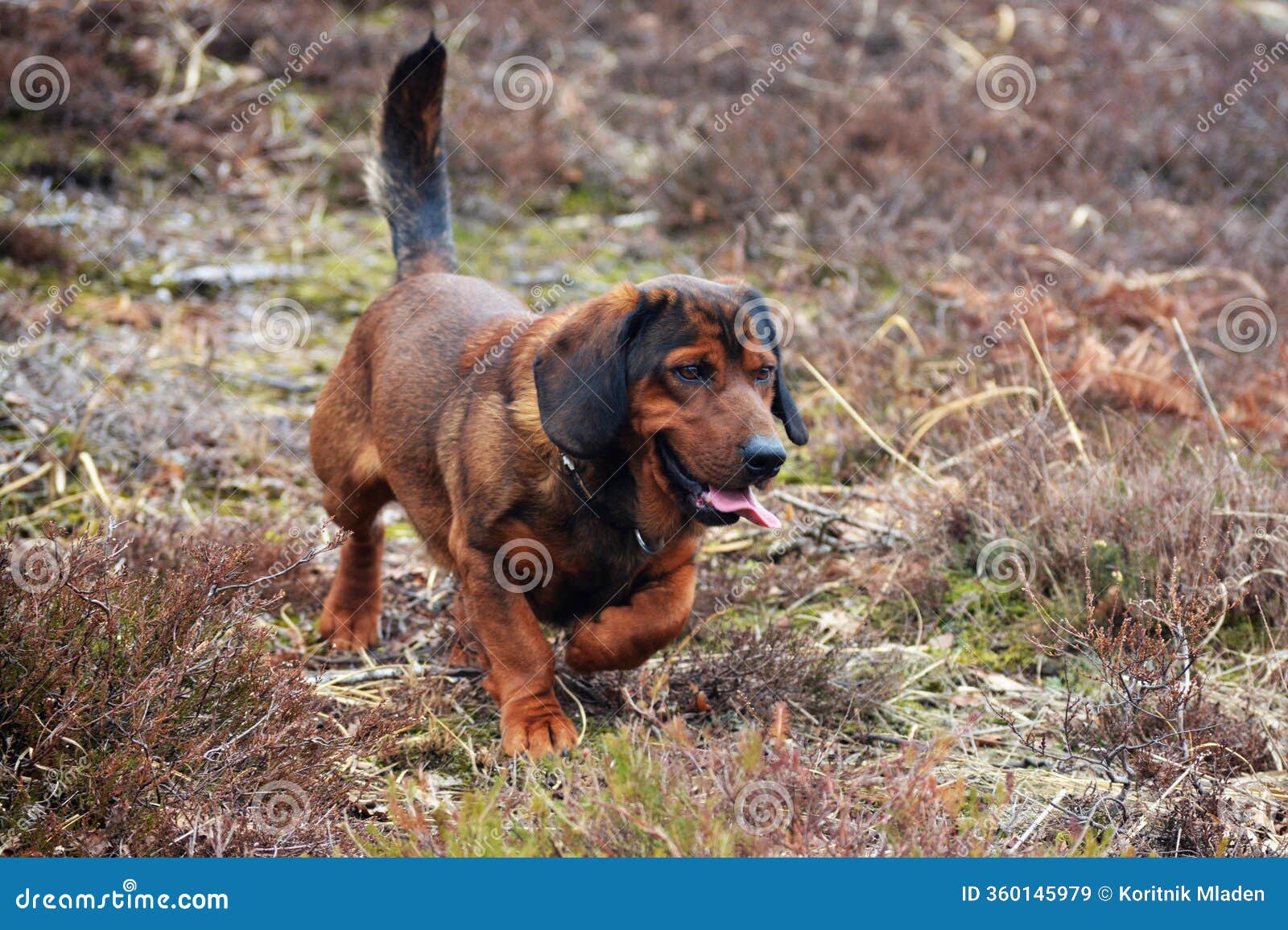 alpine-dachsbracke-nice-