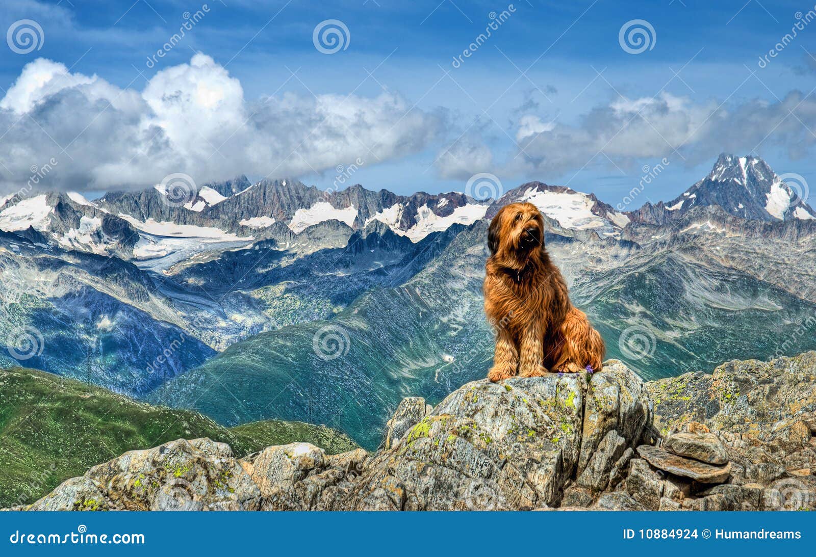 Alpine Dog Stock Photo Image Of Mountaineer Summer 10884924