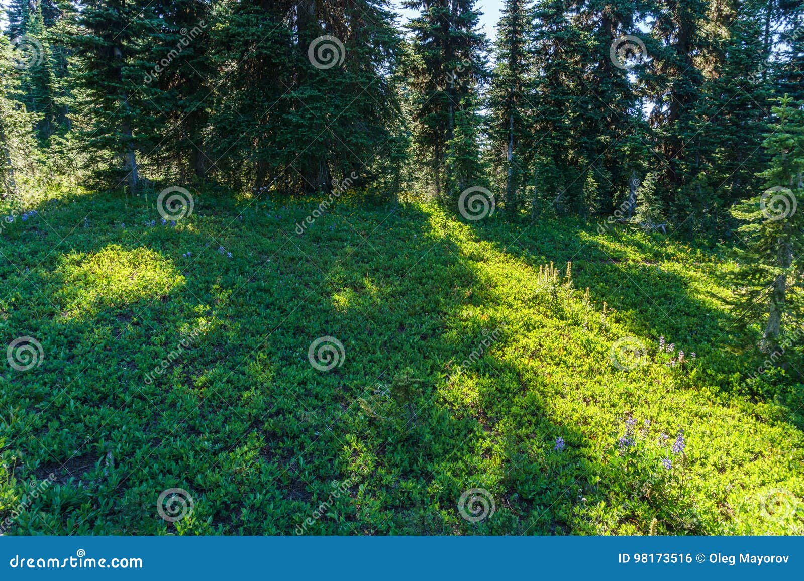 Alpine Field Fresh Green Meadows And Blooming Flowers And Forest Green