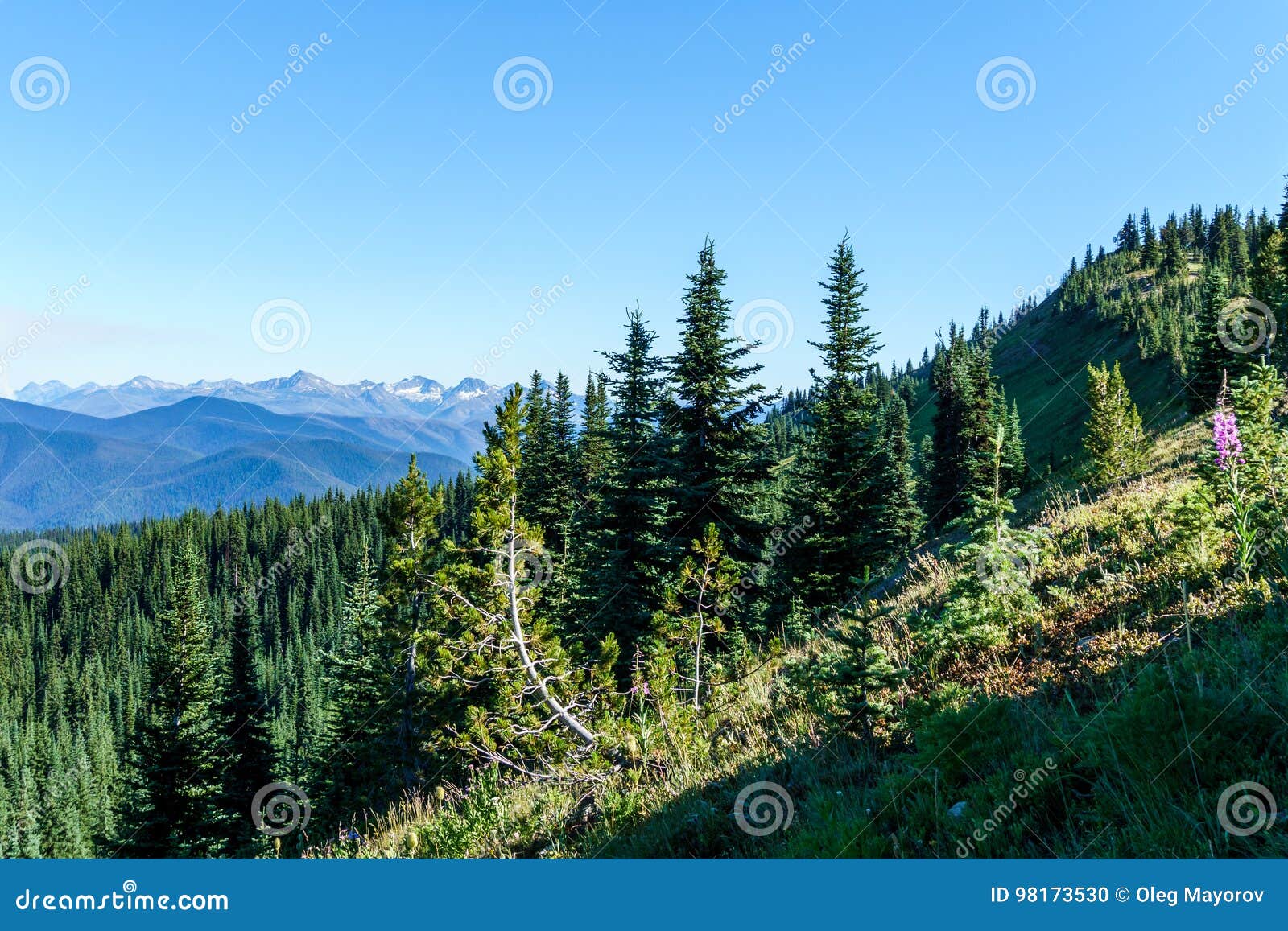 Alpine Field Fresh Green Meadows And Blooming Flowers And Forest Green