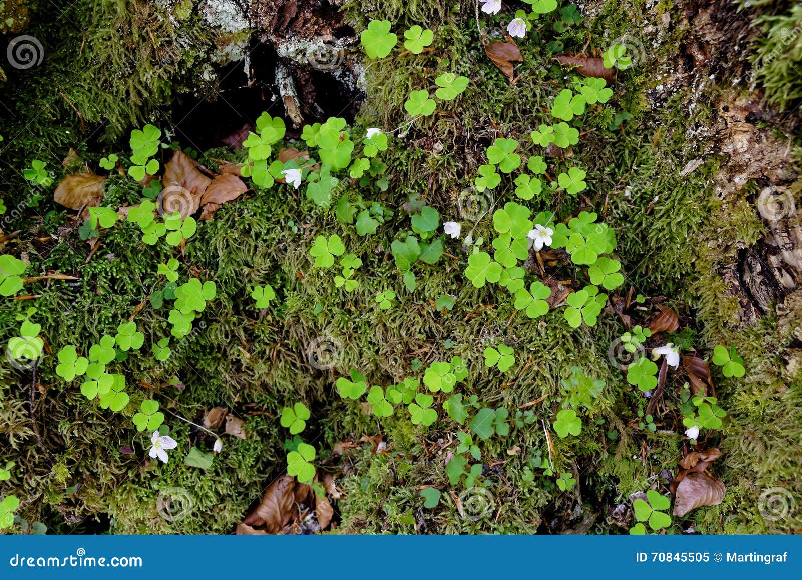 alpine forest floor topview