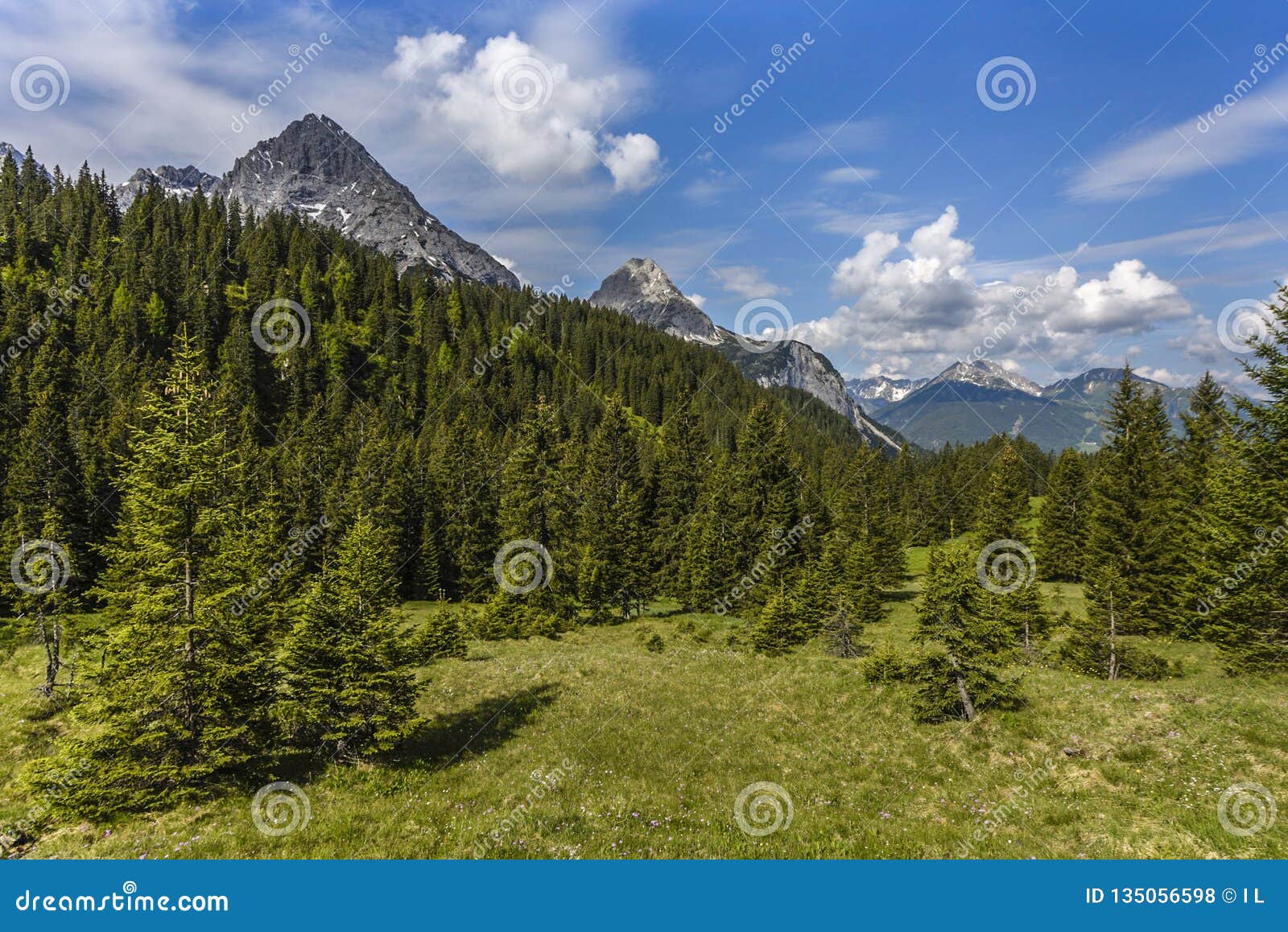 Alpine Forest In Front Of The Mieminger Kette Mountain Range Ehrwald Tyrol Austria Stock Photo Image Of Recreation Meadow 135056598