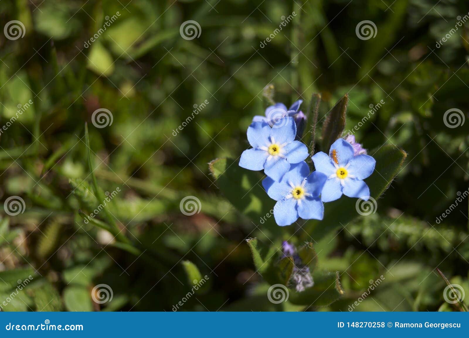 Alpine Forget Me Not Flowers Myosotis Alpestris Stock Photo Image Of Delicate Alpestris 148270258