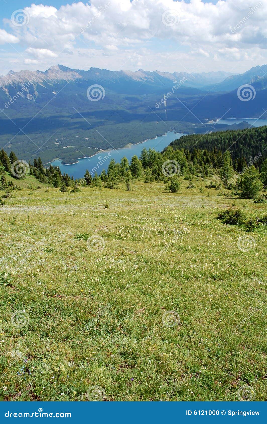 Alpine grassland stock photo. Image of alpine, alberta 6121000