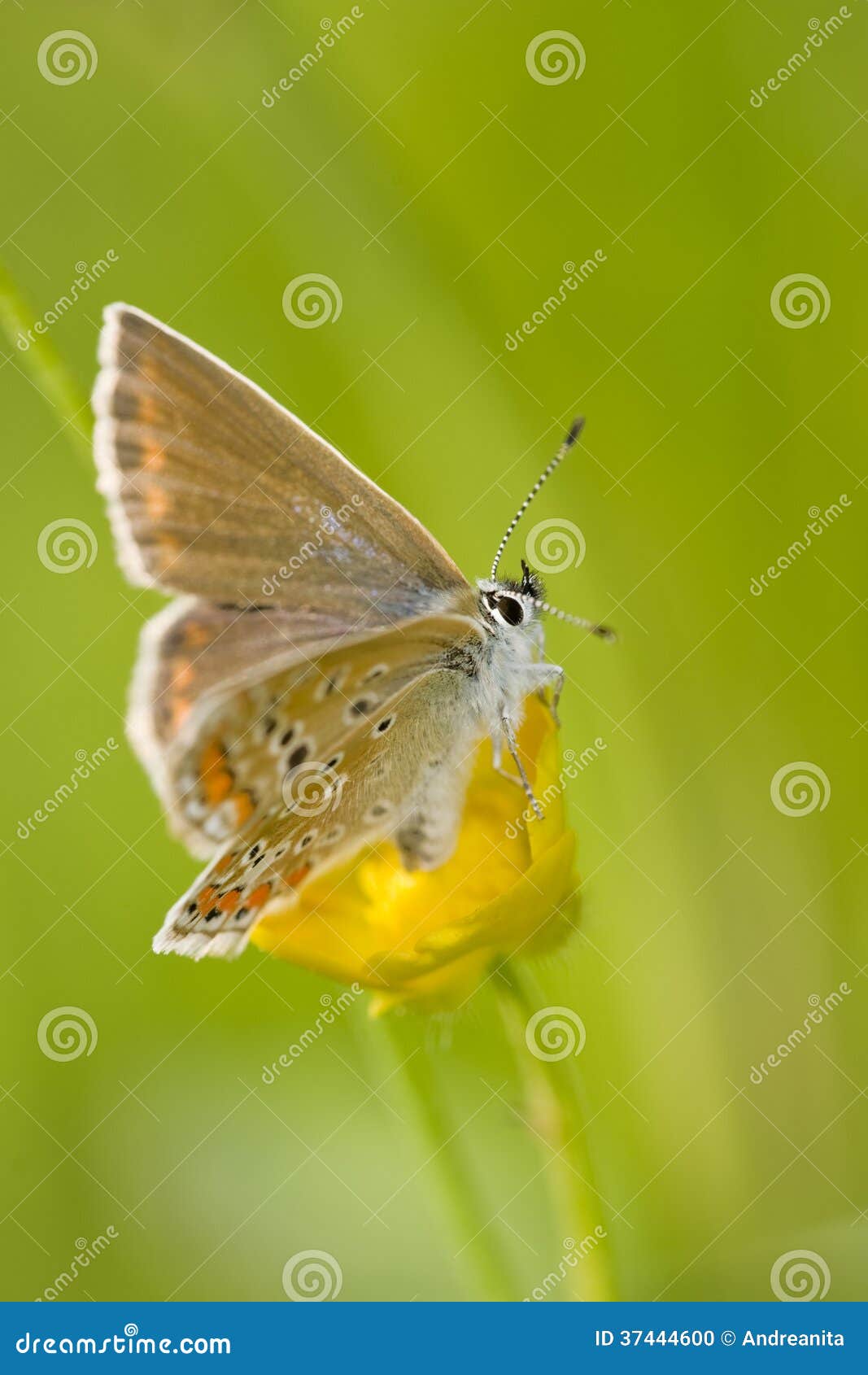 alpine heath butterfly