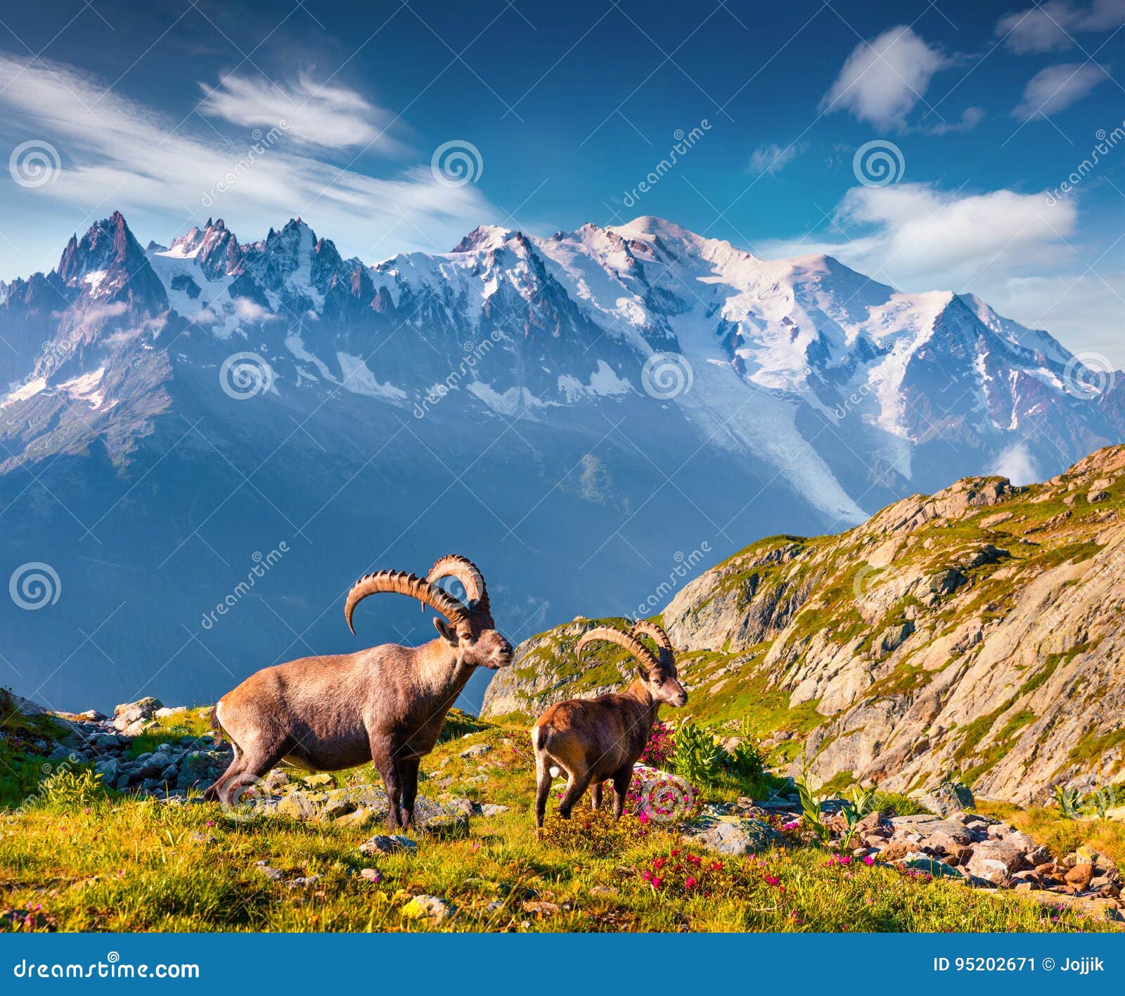 alpine ibex capra ibex on the mont blanc monte bianco backgr