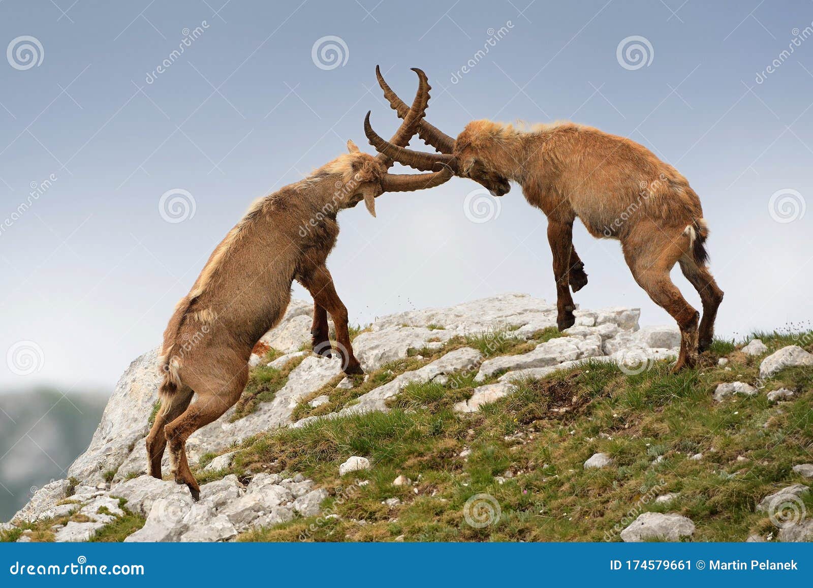 alpine ibex - capra ibex pasturing and mating and dueling in slovenian alps. typical horned animal of the high mountains