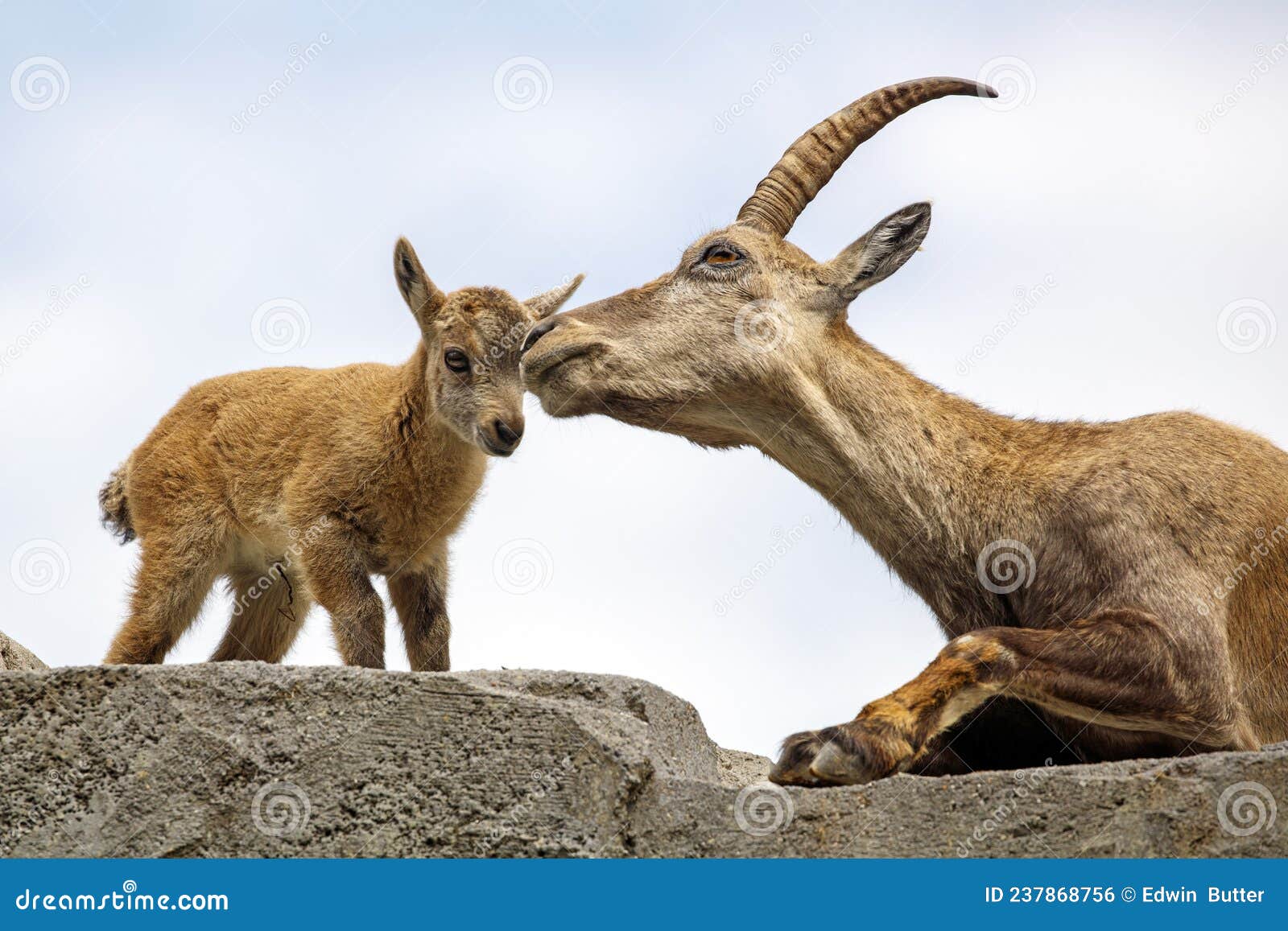 Alpine Ibex Capra Ibex, Mother and Child Animals Stock Photo - Image of daylight, family: 237868756 Alpine Ibex Capra Ibex, Mother and Child Animals Stock Photo - Image of daylight, family: 237868756