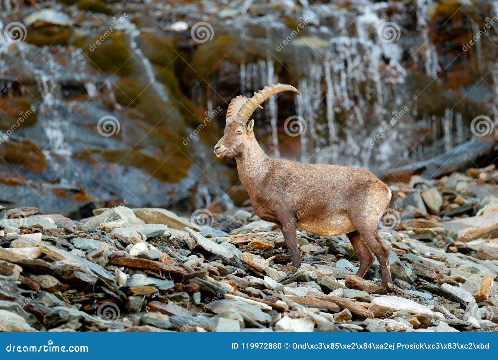 Alpine Ibex, Capra Ibex, in Nature Habitat. Gran Paradisko National Park, Italy. Wildlife Scene from Nature Stock Photo - Image of goat, natural: 119972880 Alpine Ibex, Capra Ibex, in Nature Habitat. Gran Paradisko National Park, Italy. Wildlife Scene from Nature Stock Photo - Image of goat, natural: 119972880