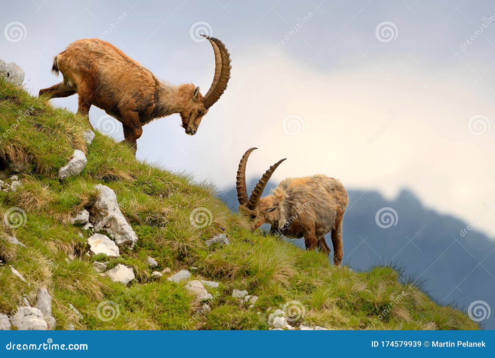 alpine ibex - capra ibex pasturing and mating and dueling in slovenian alps. typical horned animal of the high mountains