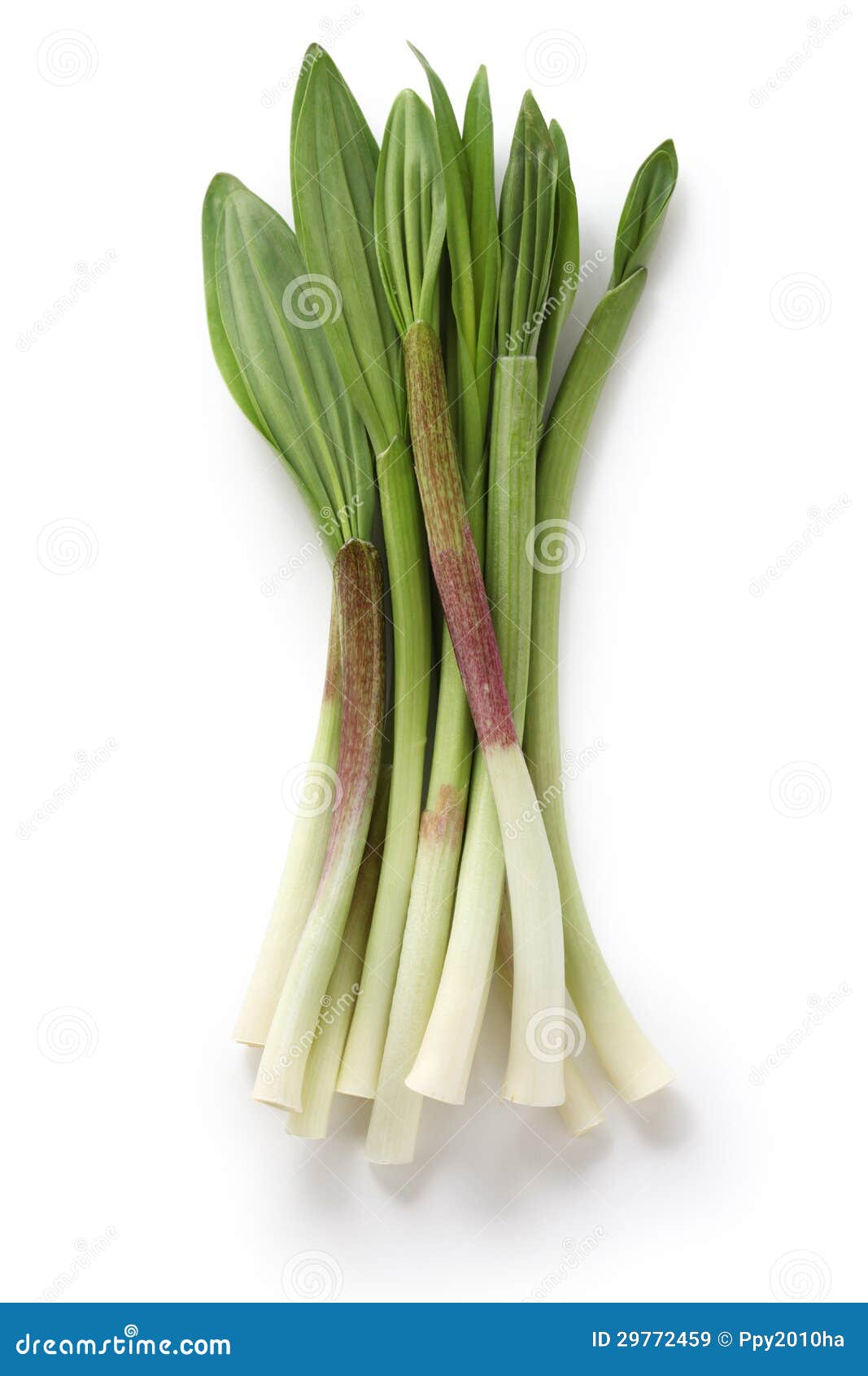wild onion free graphic downloads wild onion free graphic downloads