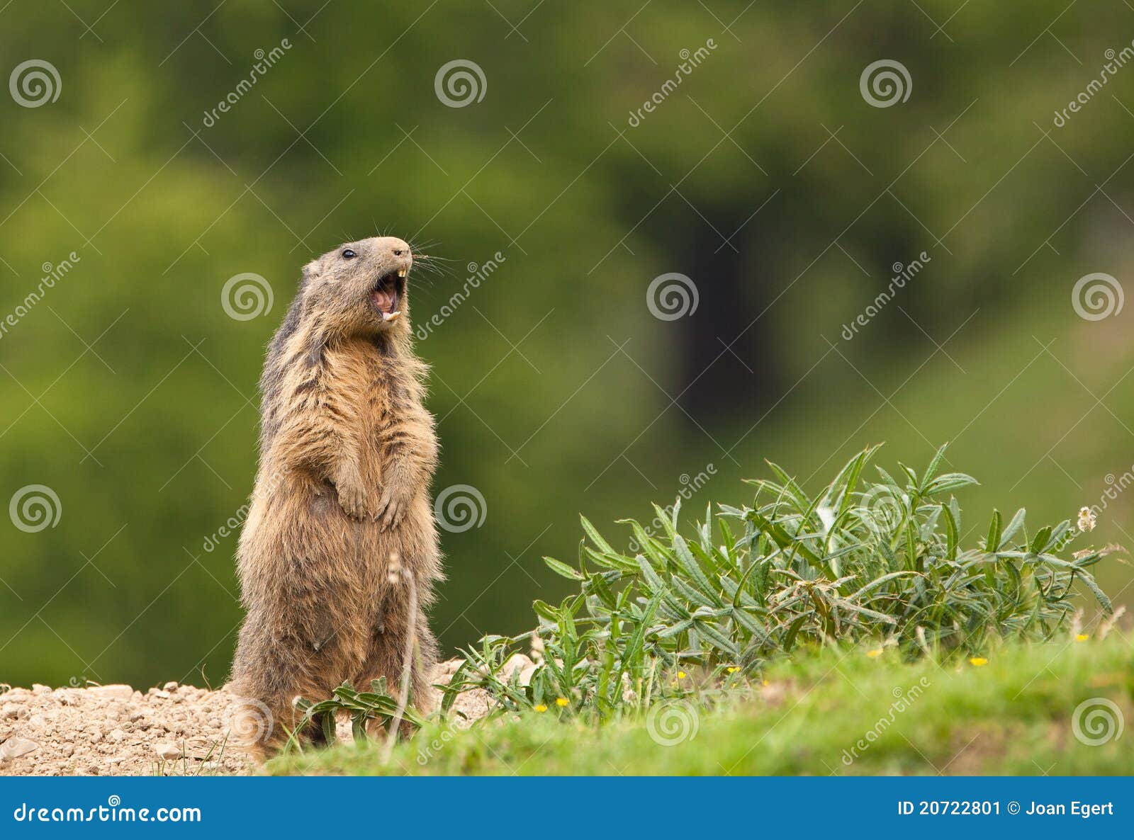 Marmot Royalty-Free Stock Image | CartoonDealer.com #43527844