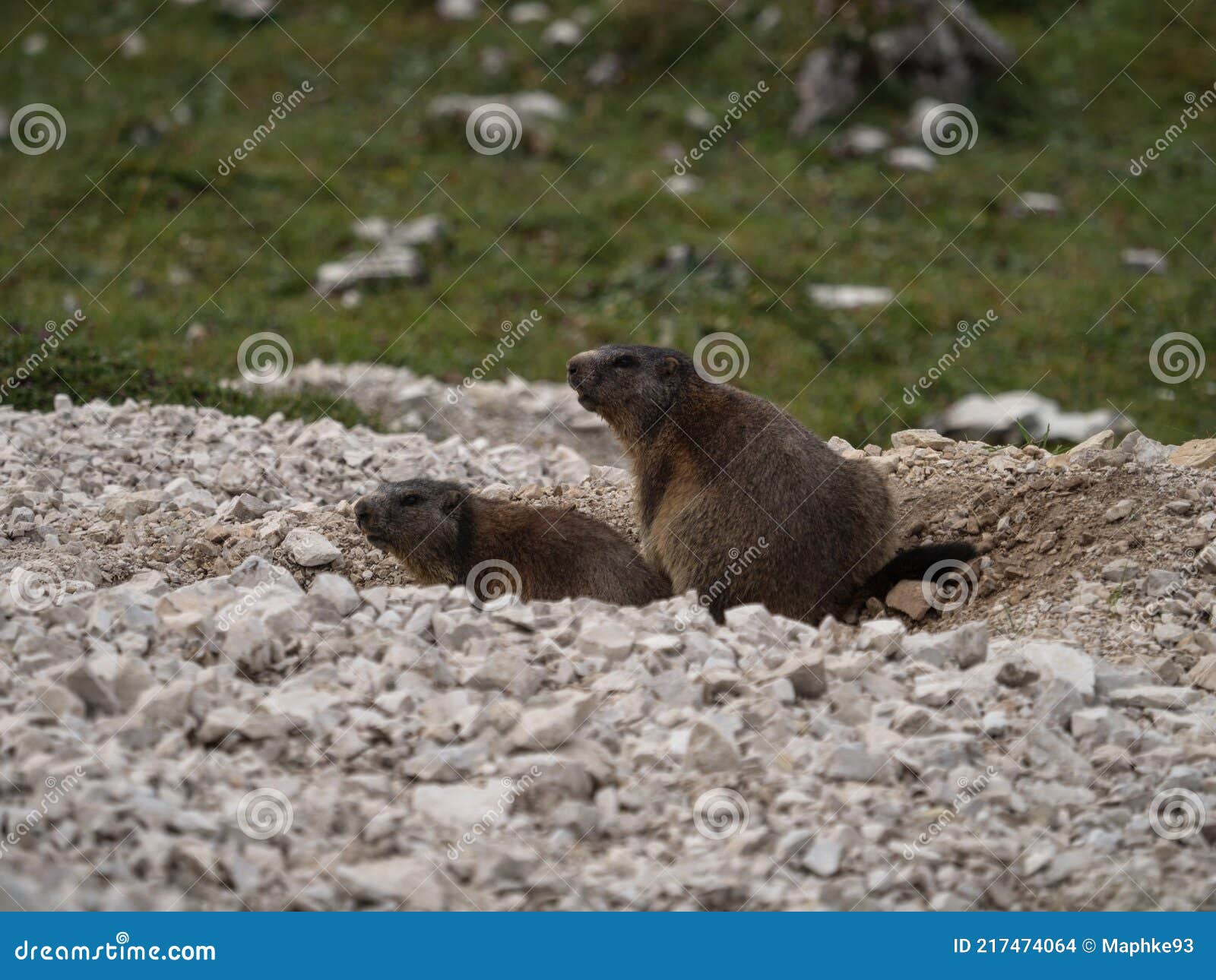 Alpine Marmot Squirrel Marmota Animal Wildlife in Stone Rock Burrow at Tre Cime Dolomites South Tyrol Italy Alps Europe Stock Photo - Image of natural, fauna: 217474064 Alpine Marmot Squirrel Marmota Animal Wildlife in Stone Rock Burrow at Tre Cime Dolomites South Tyrol Italy Alps Europe Stock Photo - Image of natural, fauna: 217474064