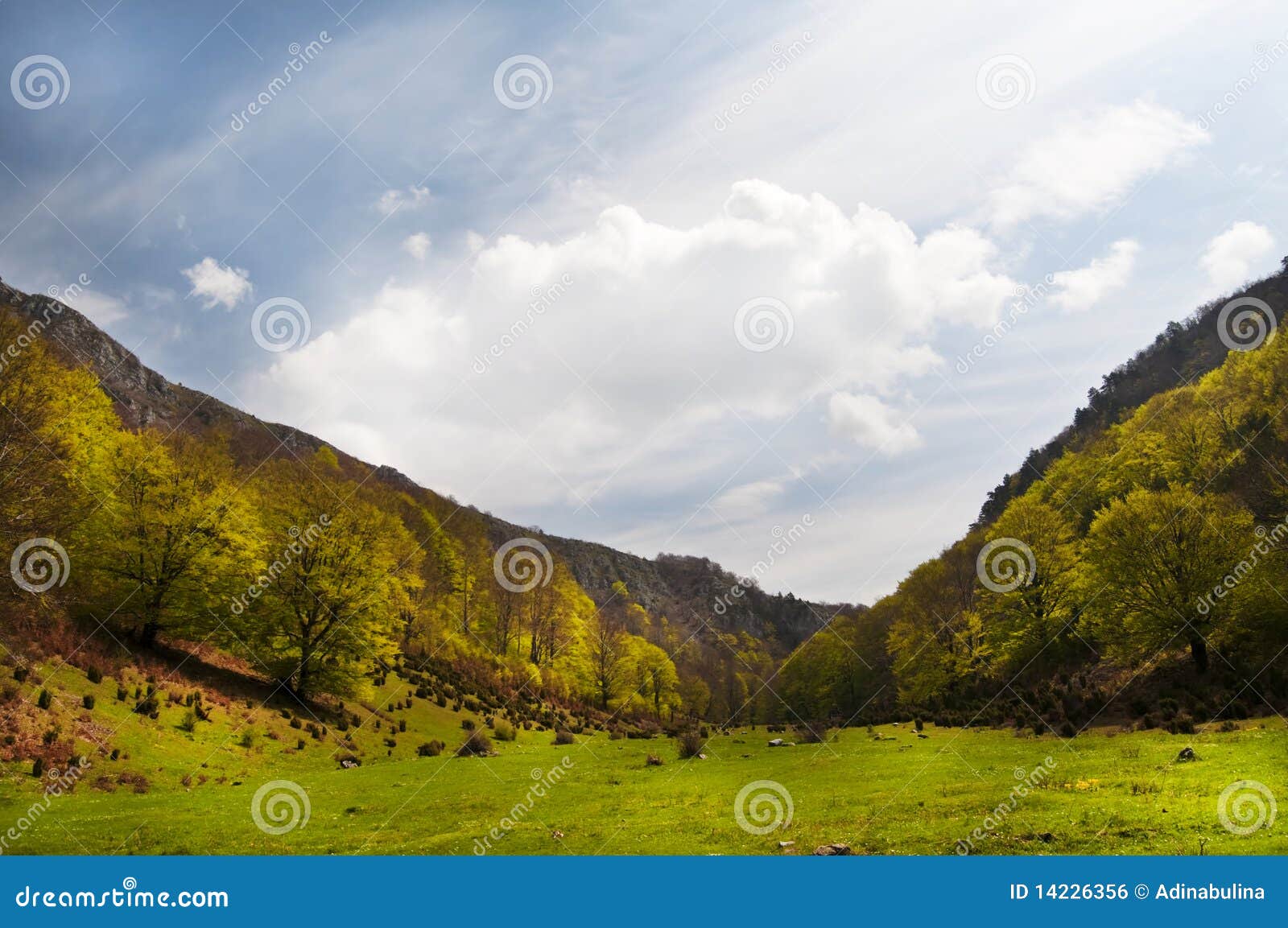 alpine meadow