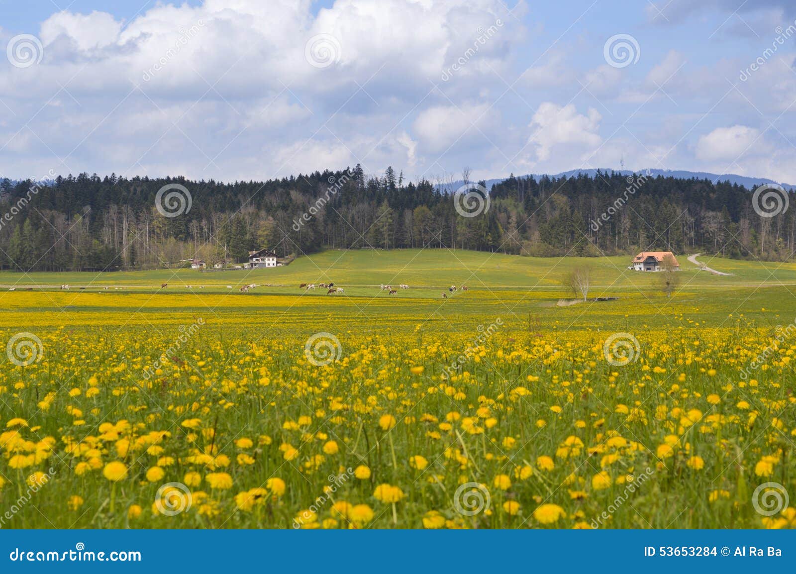 Alpine Meadow With Spring Yellow Flowers And Cows Gruyeres Stock