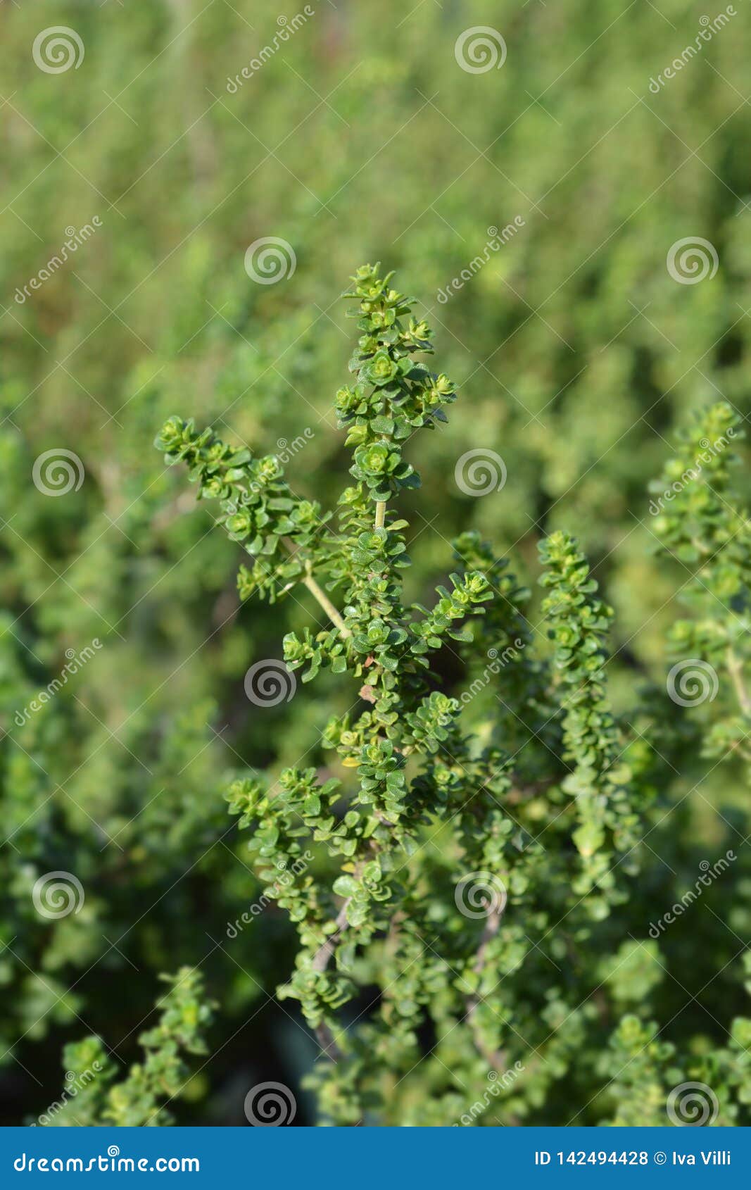 Alpine mint bush stock photo. Image of spring, shrub 142494428