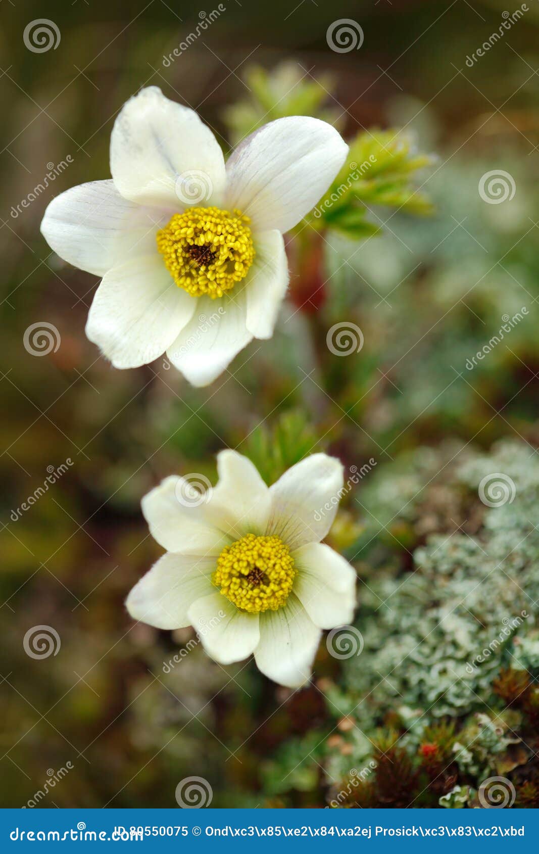 alpine pasqueflower or alpine anemone, pulsatilla alpina, white wild plant, two blooms, in the nature habitat, krkonose mountain,