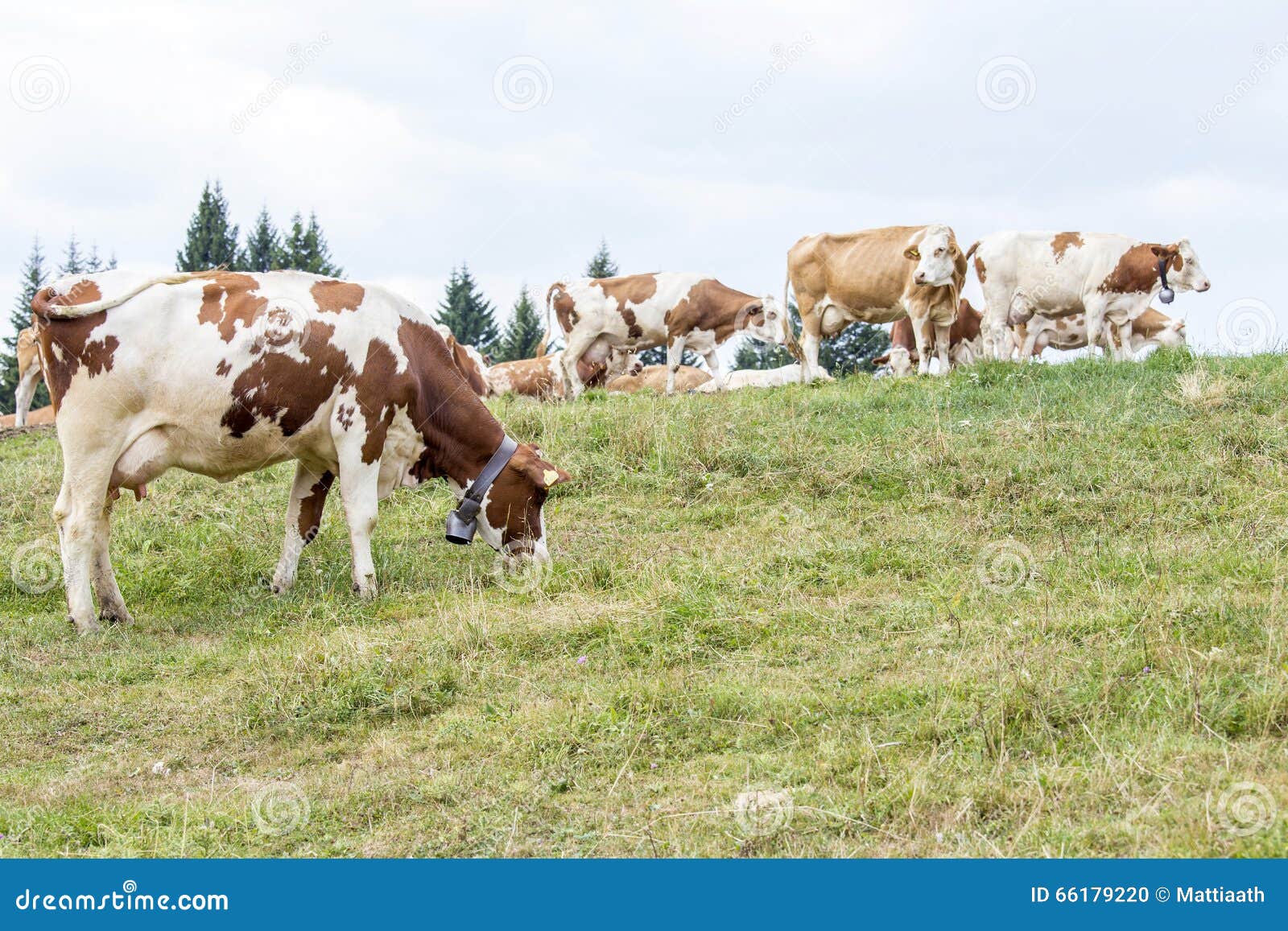 Alpine pasture with cows grazing. An alpine pasture in North Italy with herd of cows grazing