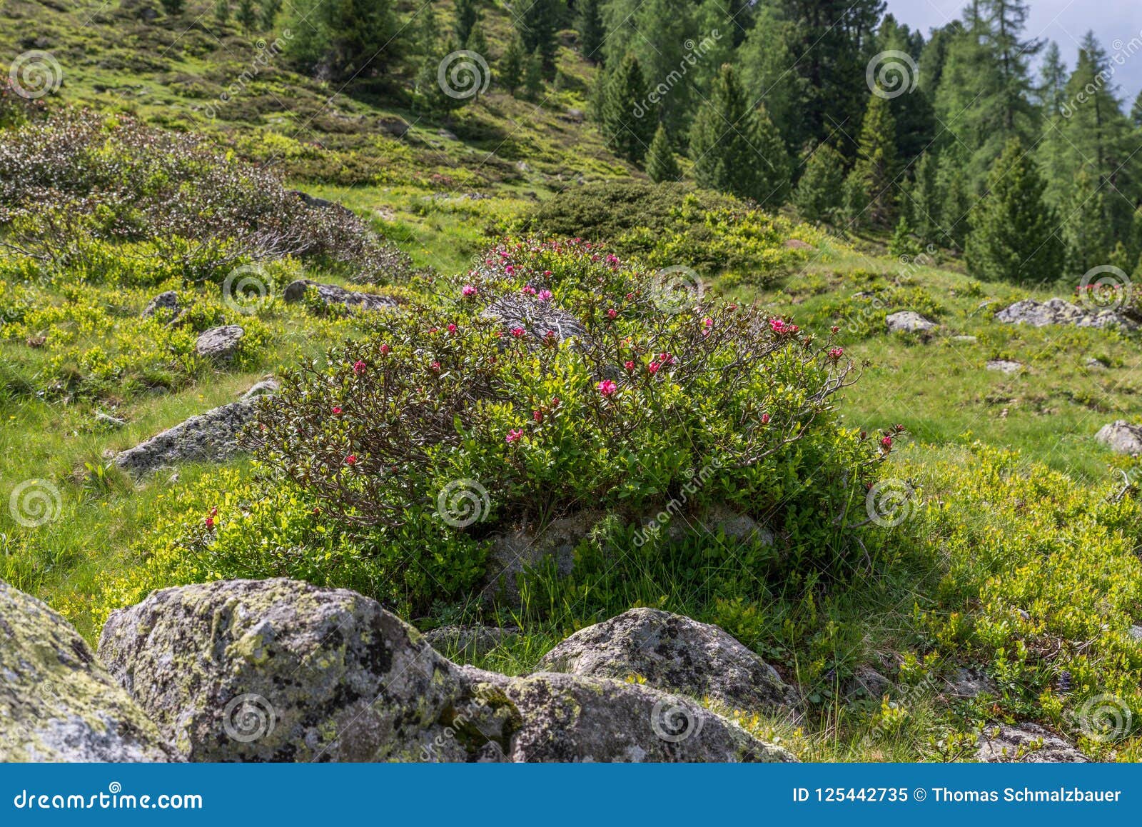 Alpine rose bush in the Alps, Austria.