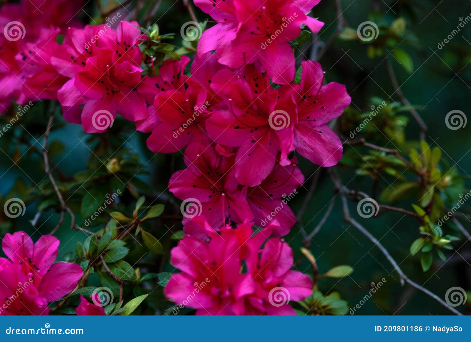alpine rose flowering plant with crimson red flowers closeup