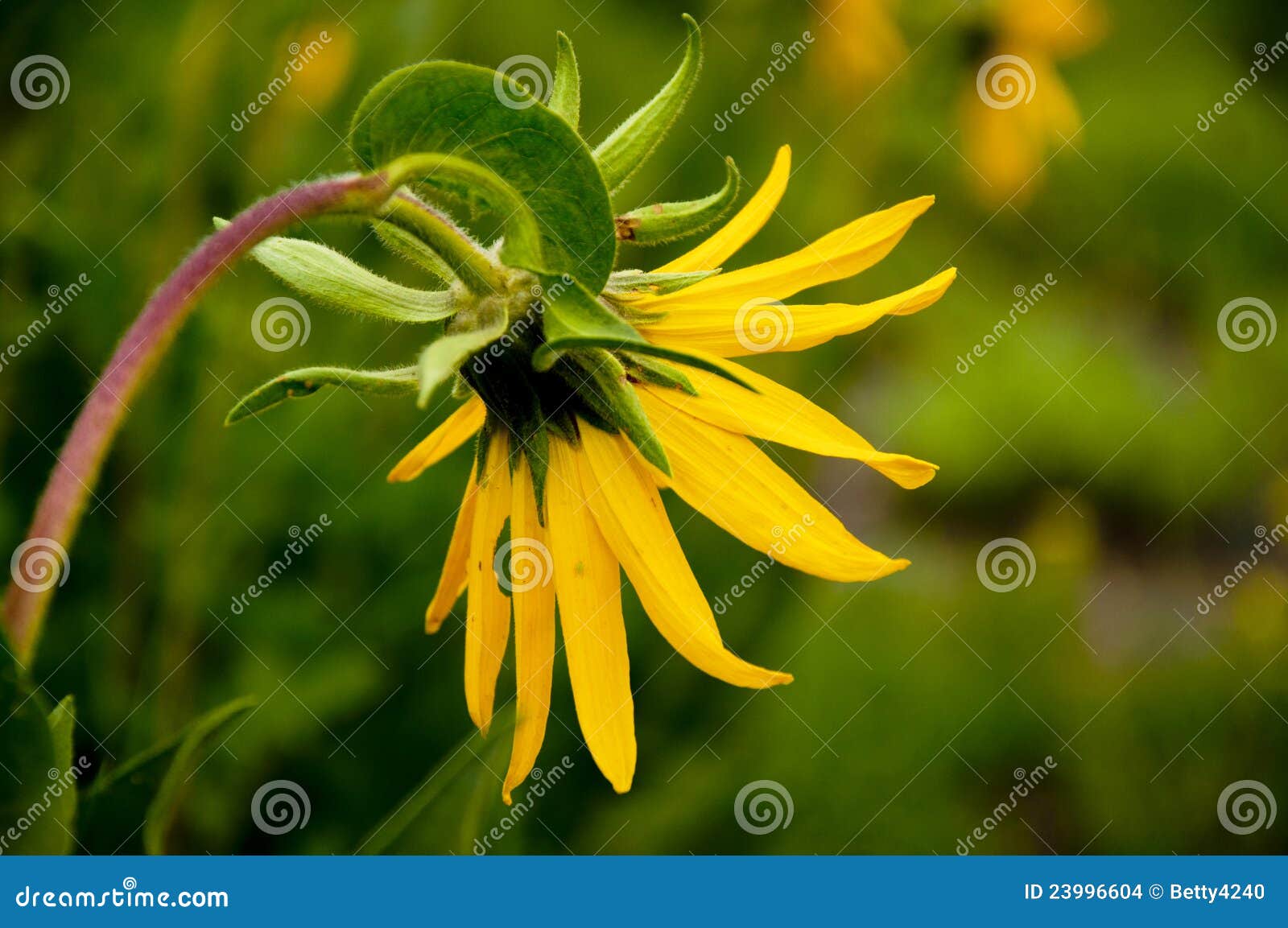 Alpine Sunflower Plant in Bloom. Stock Photo Image of colorado, alpine 23996604