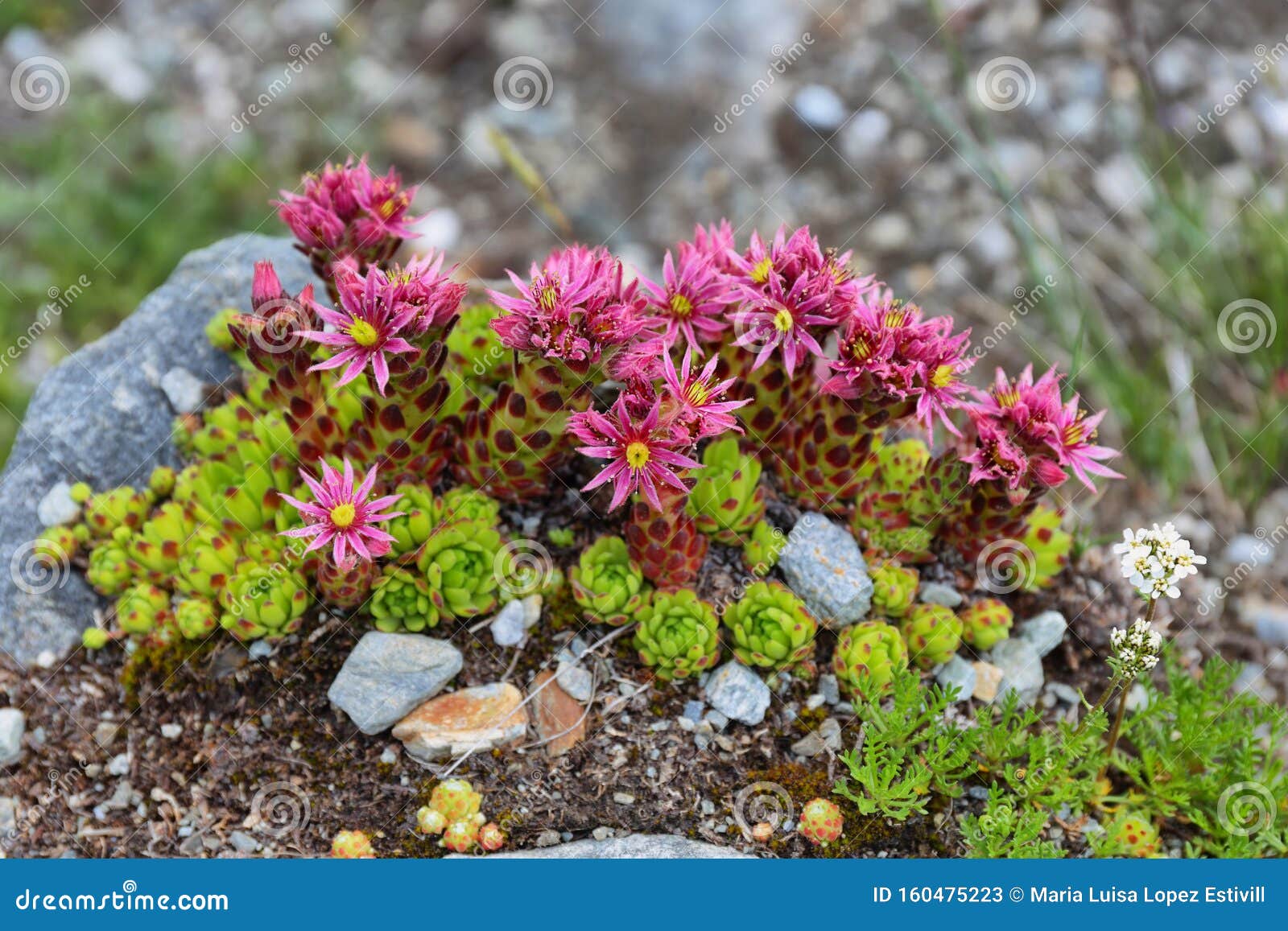 mother of thyme mother of thyme