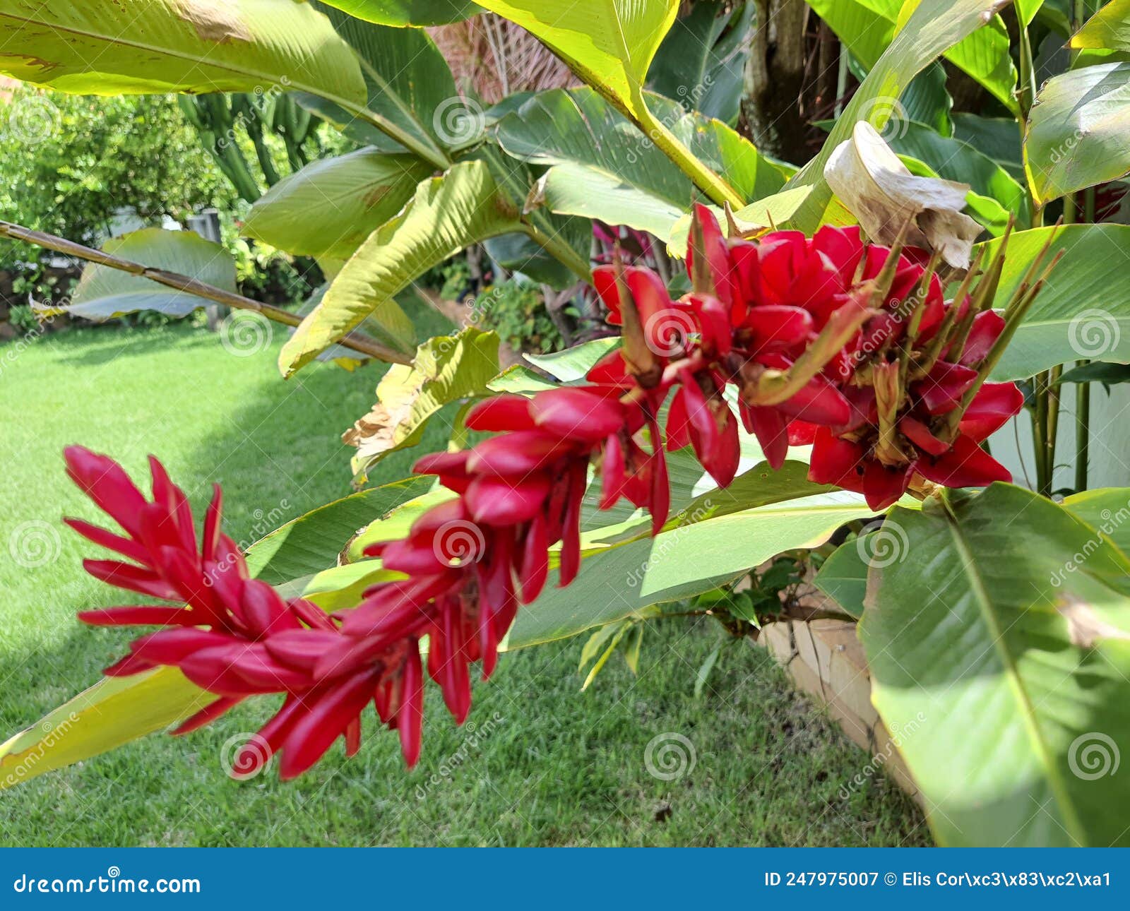 alpinia purpurata, also known as: red ginger and alpinia, used as an ornamental plant in tropical and subtropical regions