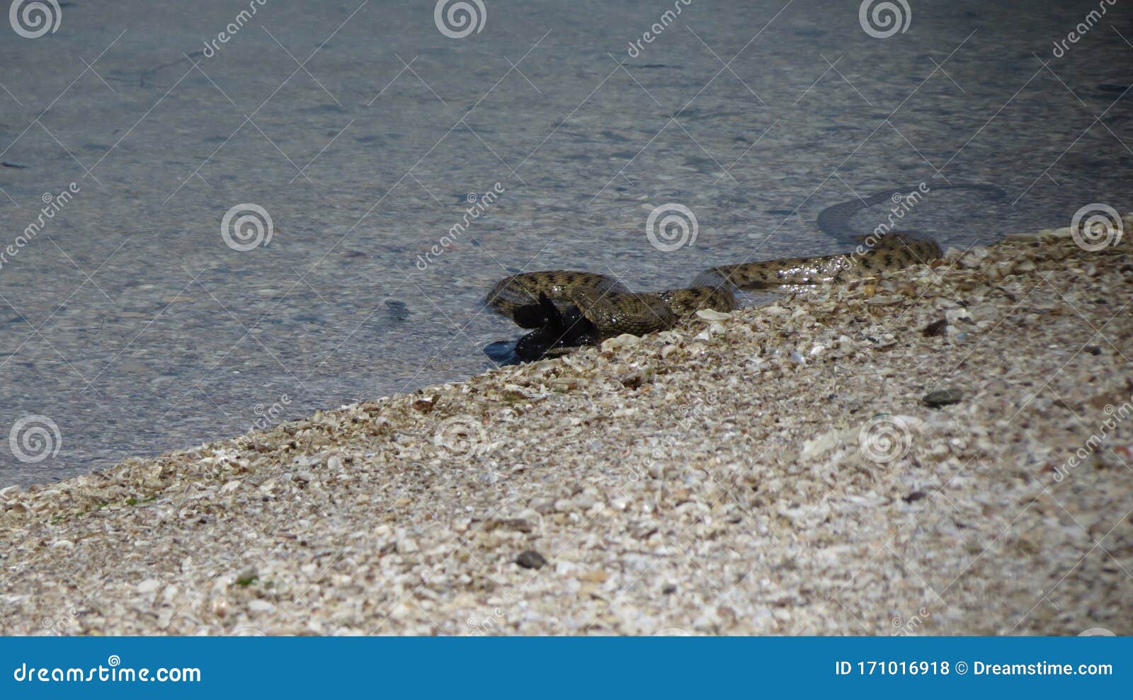 Snake eating fish stock photo. Image of riverwild, wild 171016918