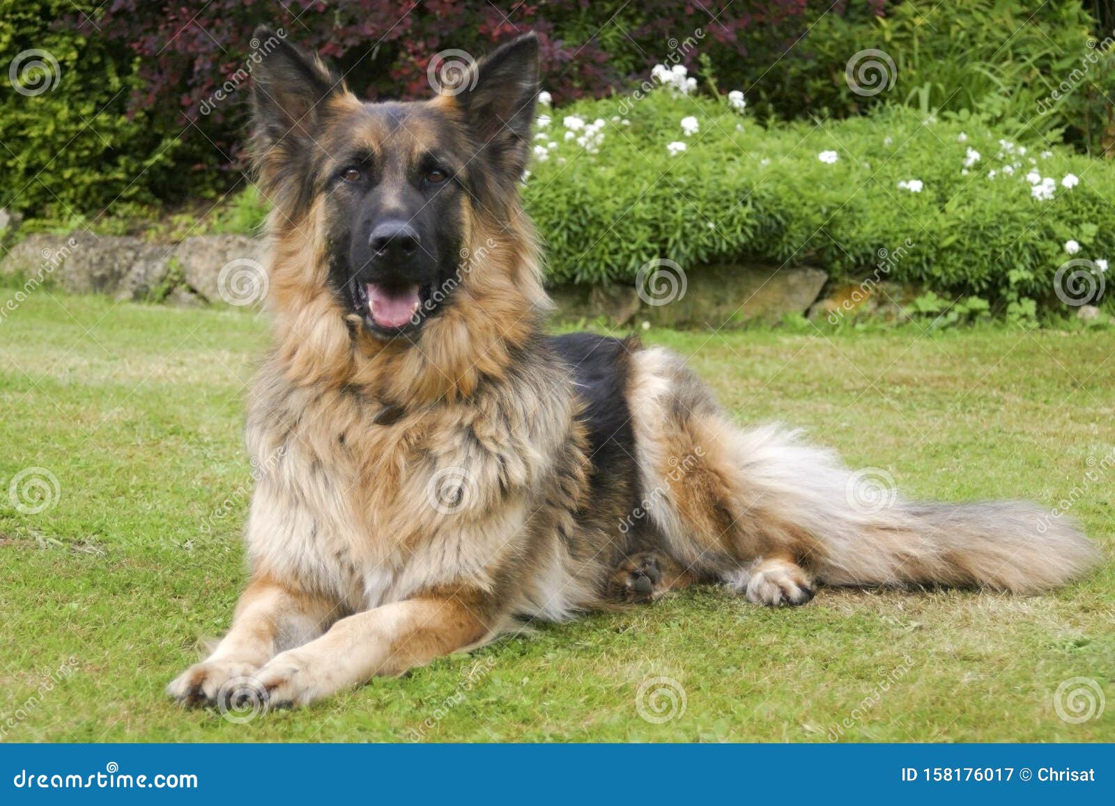 alsatian dog