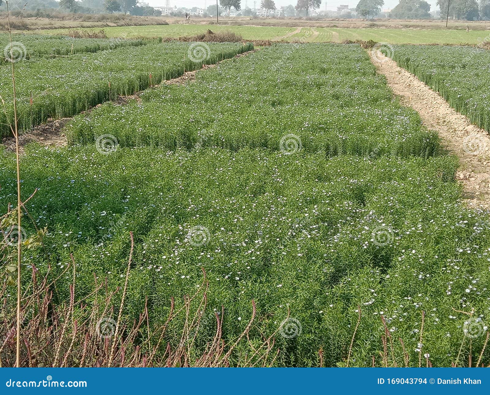 alsi crop growing in field in india