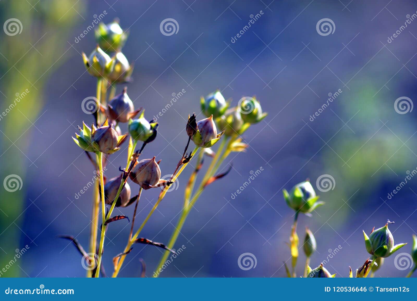 alsi plants with bud in field.