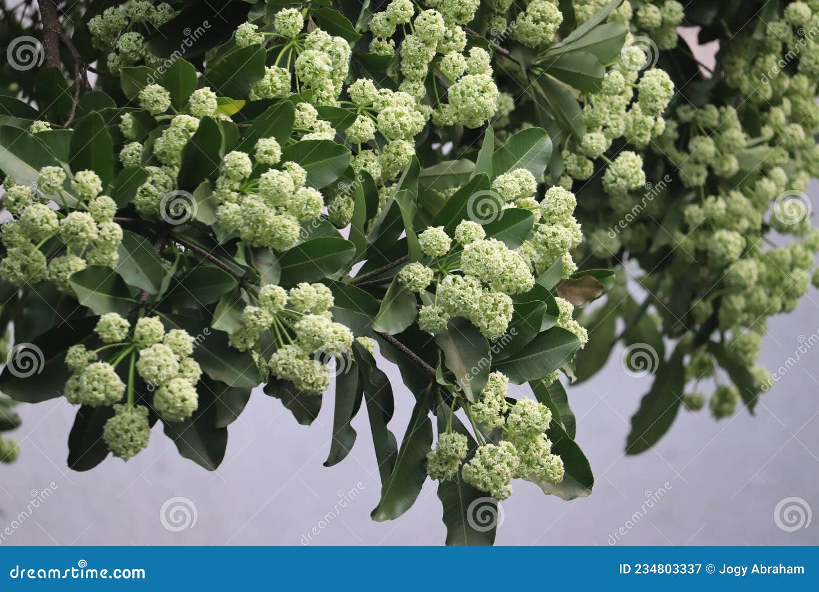 alstonia scholaris, commonly called blackboard tree or saptaparni or devil`s tree. it`s an evergreen ornamental tropical tree fr