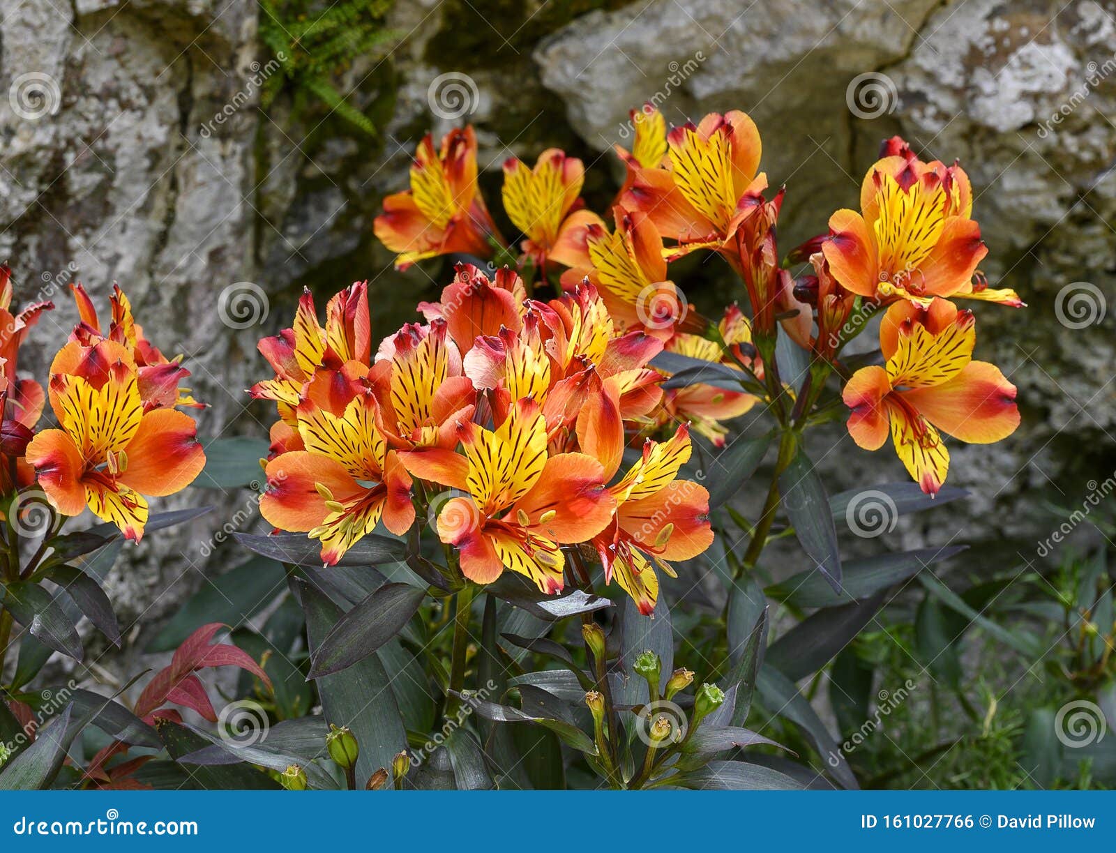 Alstroemeria également Connue Comme Le Lis Des Incas Dans Le Jardin  Exotique D'Eze, France Photo stock - Image du exotique, riviera: 161027766