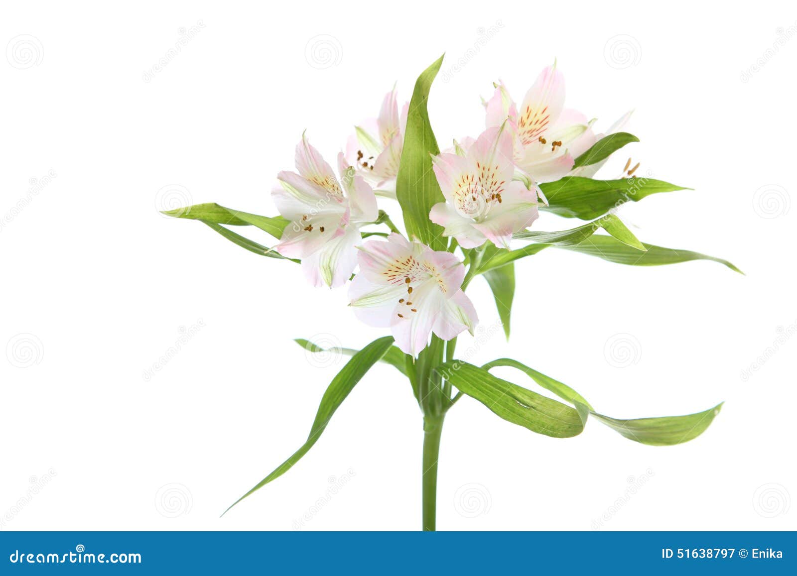 alstroemeria blanc