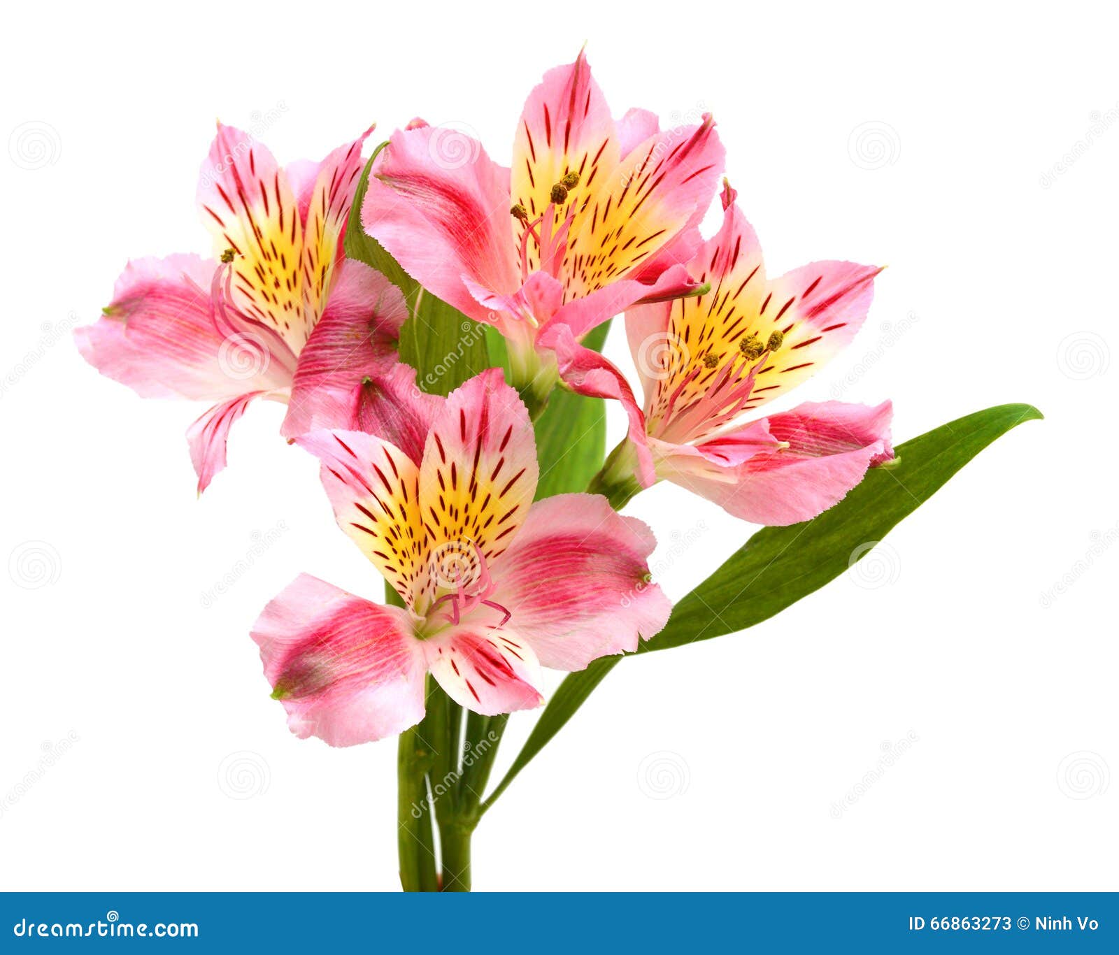 alstroemeria flowers