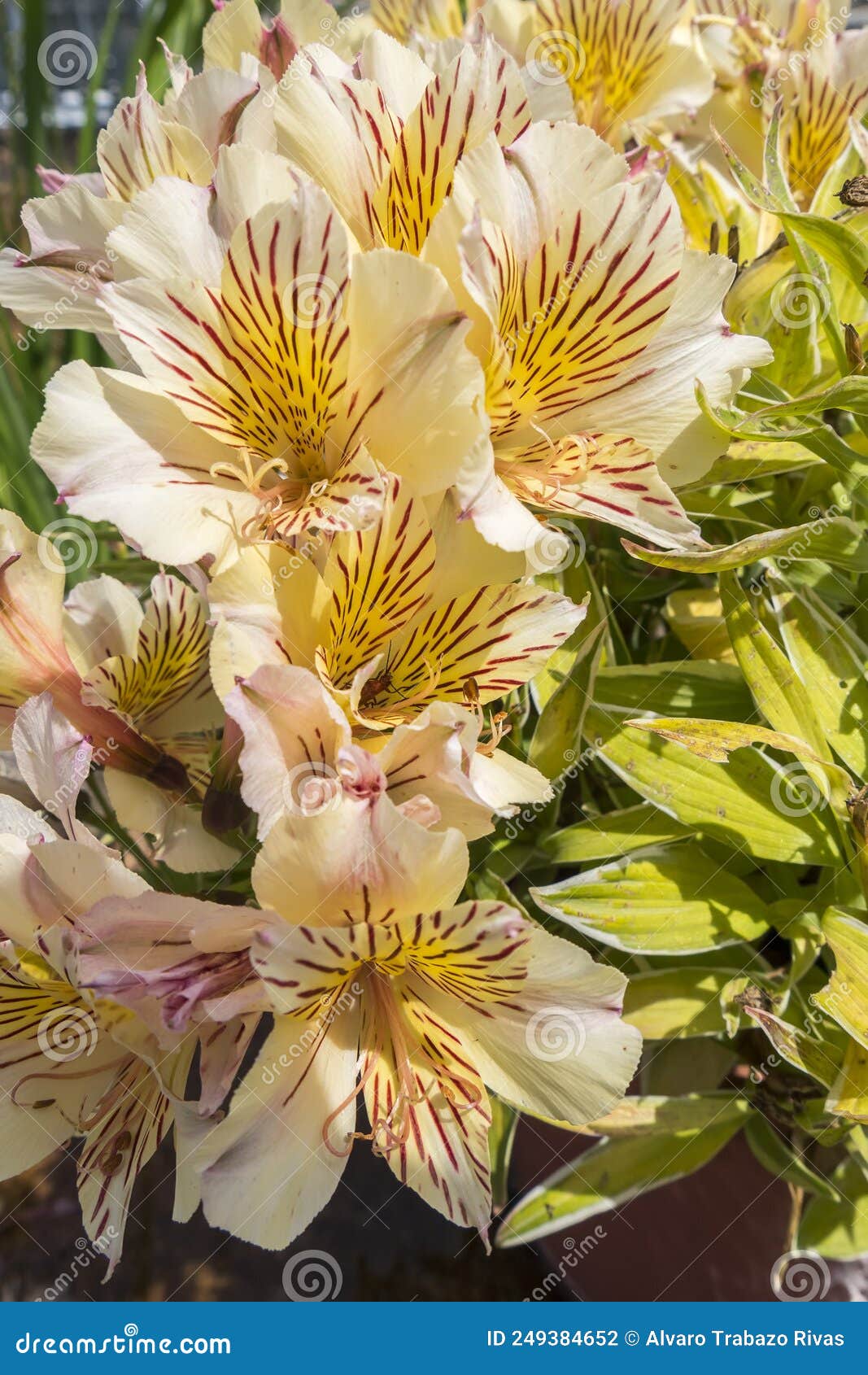 Alstroemeria Flowers in the Garden in Spring Stock Photo Image of