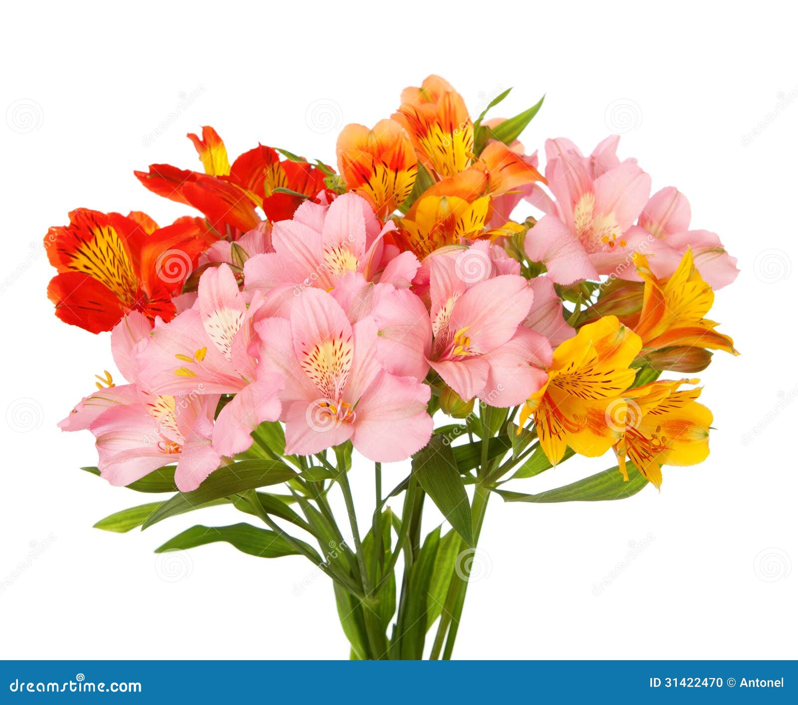 alstroemeria