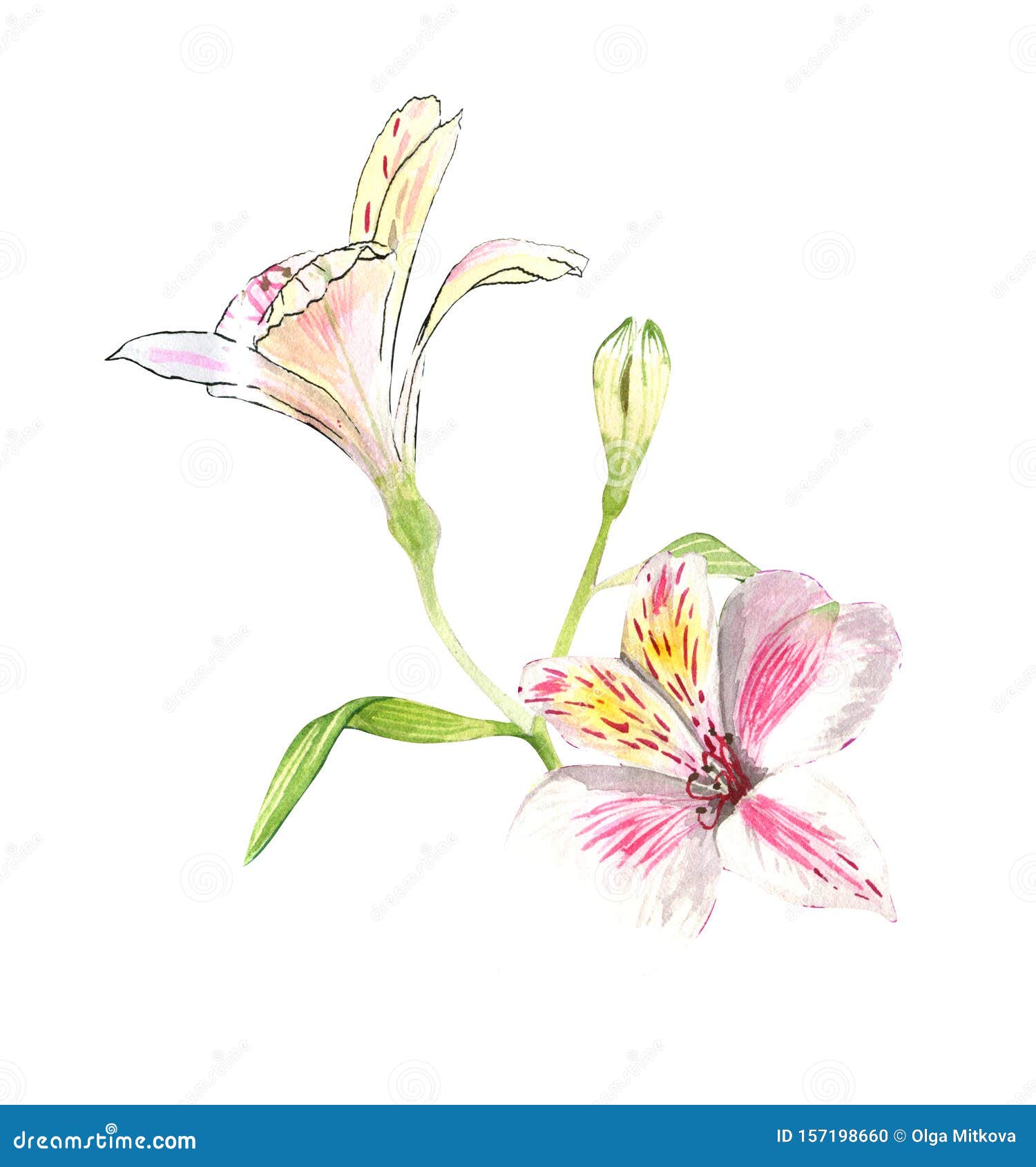 Alstroemeria Flowers on a Twig, Pink Flowers on a White Background ...