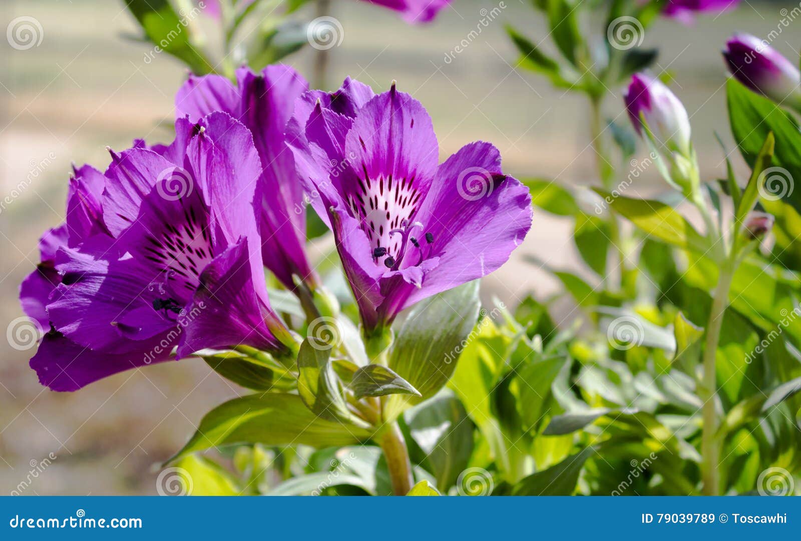 alstroemeria inticancha flowers close up