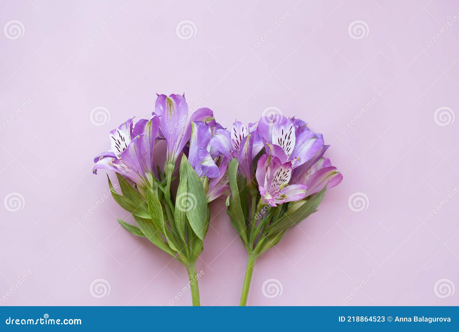 Alstroemeria Lila Sobre Fondo Rosa Imagen de archivo - Imagen de romance,  floral: 218864523