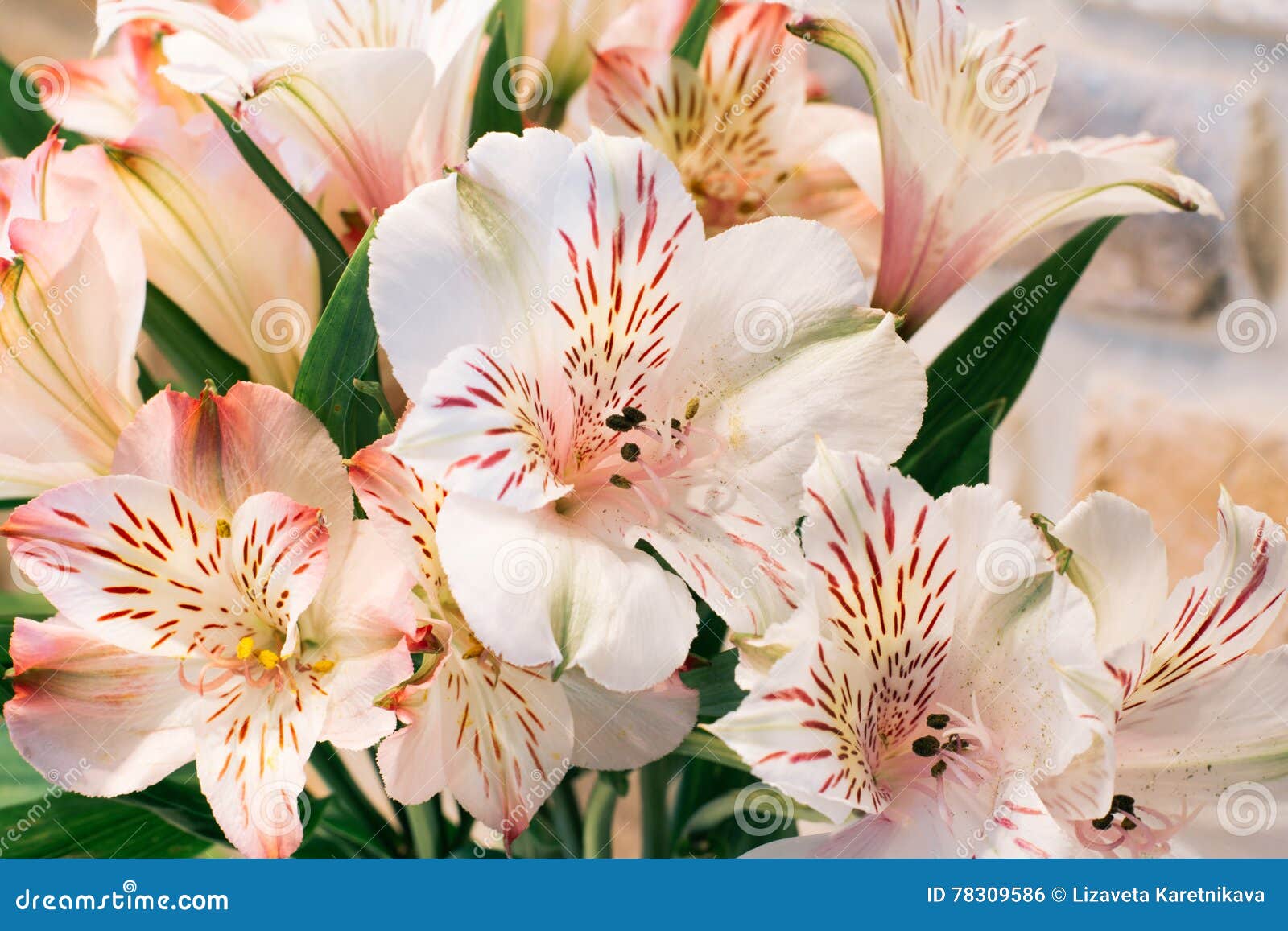 Alstroemeria Lis des Inca photo stock. Image du bouquet - 78309586