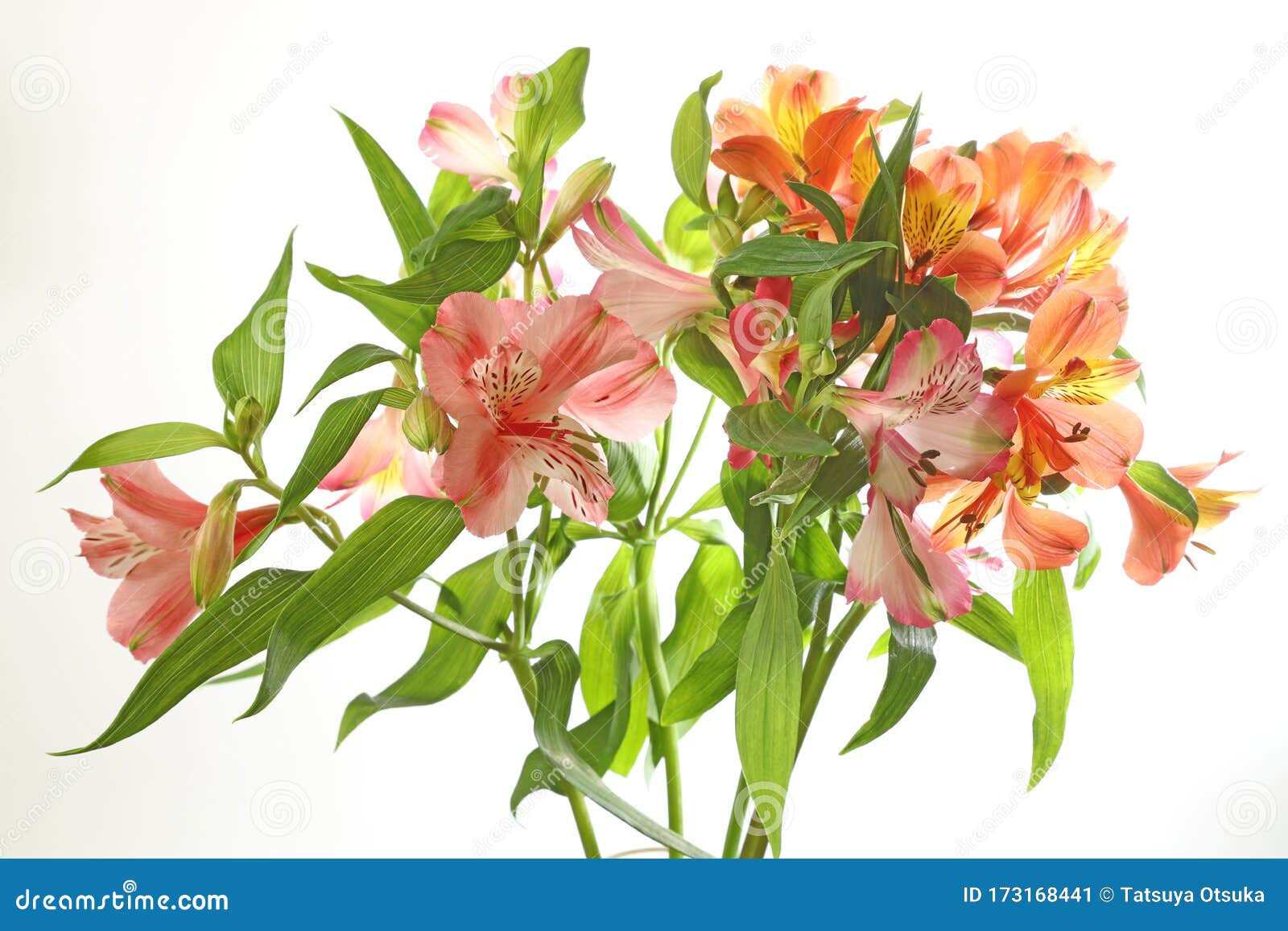 Alstroemeria in a White Background Stock Image - Image of orange