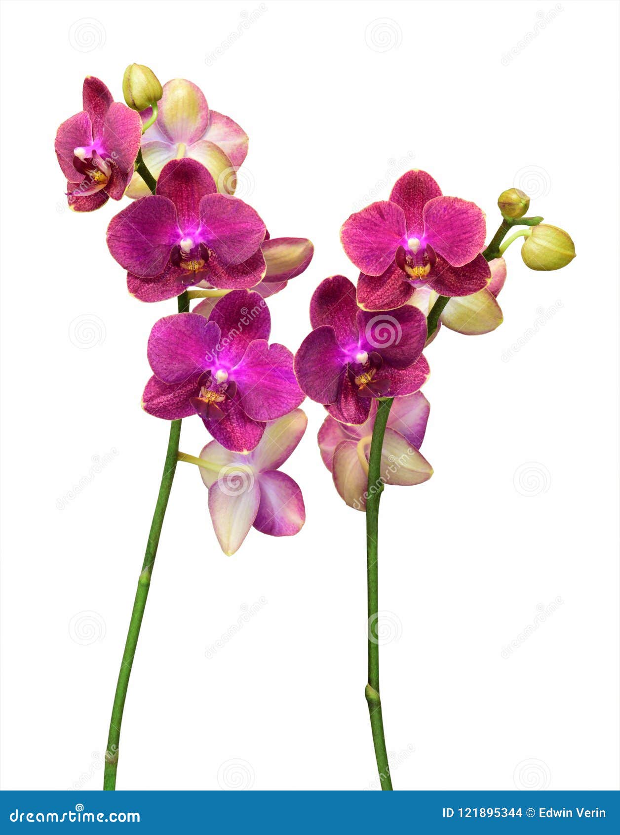 Alta Resolución Macra De Las Orquídeas Del Dendrobium Foto de archivo -  Imagen de floral, aislado: 121895344