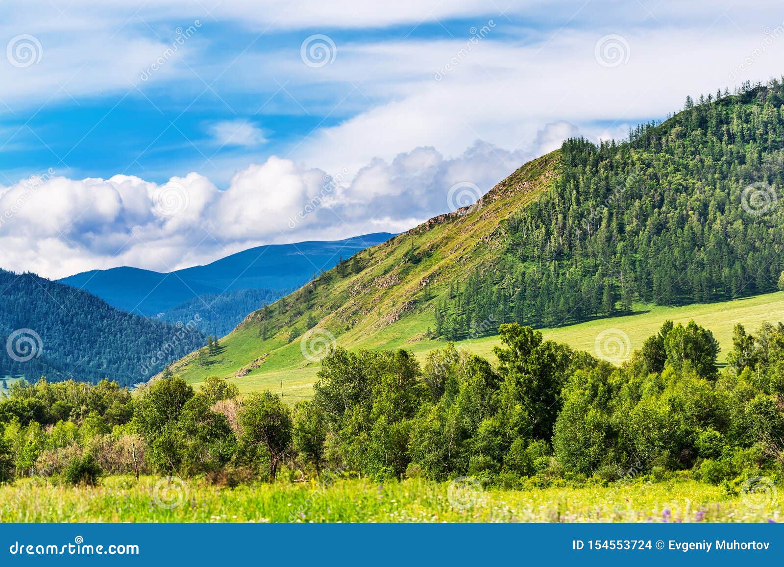 Республика алтай сибирь. Республика Алтай Южная Сибирь. Тайга Республики Алтай. Сибирь Тайга Алтайские горы. Золотые горы Алтая темнохвойная Тайга.