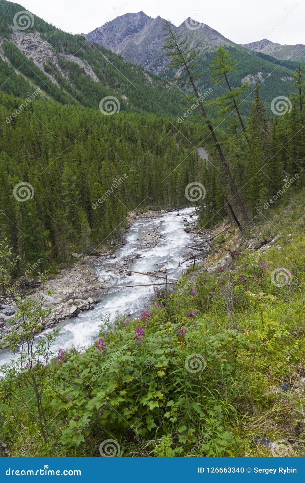 Altai Mountains The Shawla River Siberia Russia Stock Photo Image