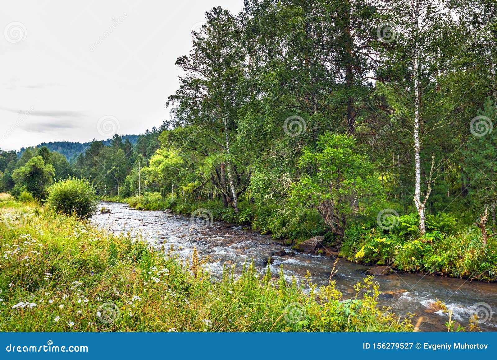 Altai River Kuyum Gorny Altai Siberia Russia Stock Image Image Of