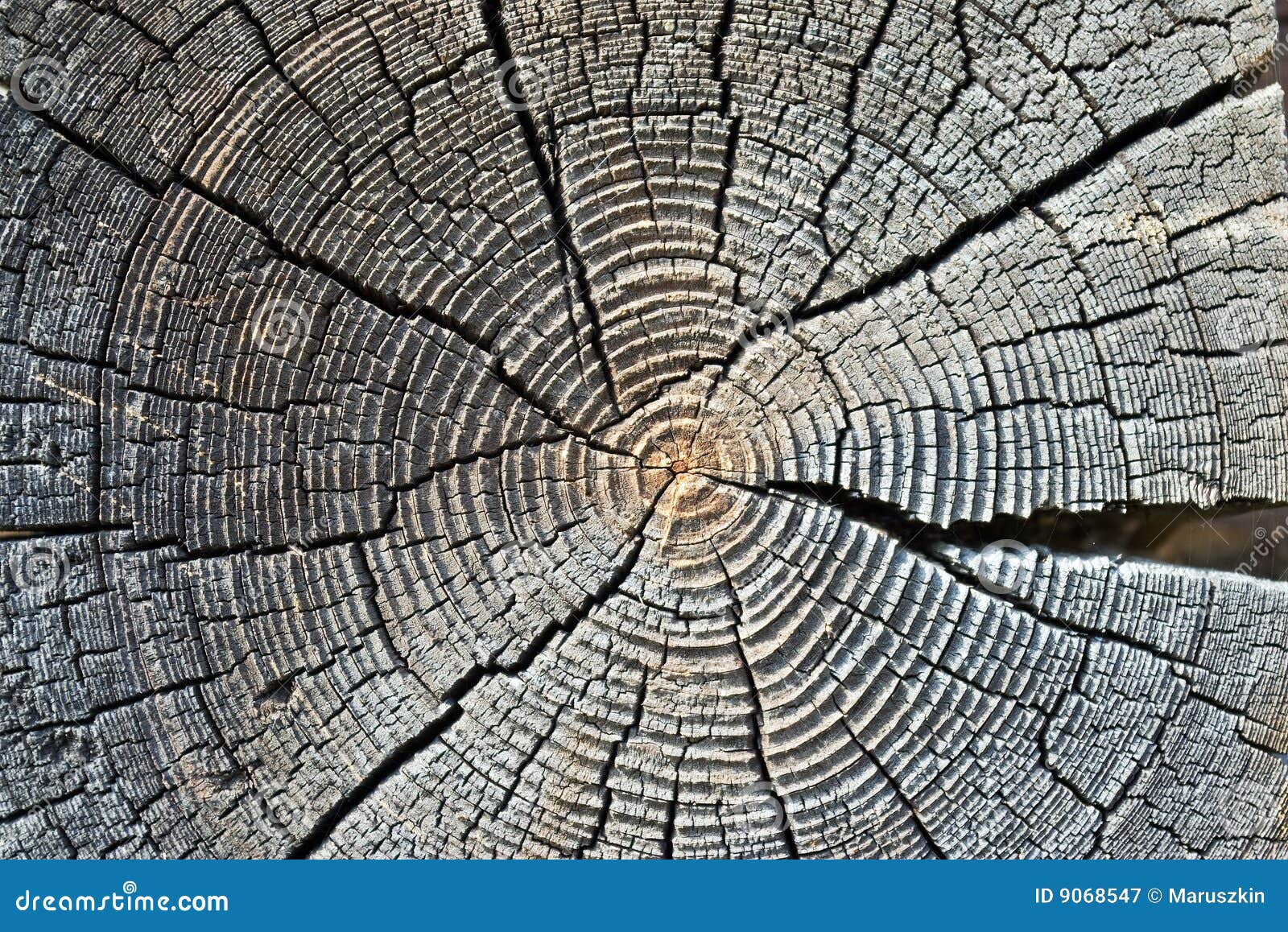 Alte Baumringe stockbild. Bild von hintergrund, kabel 9068547