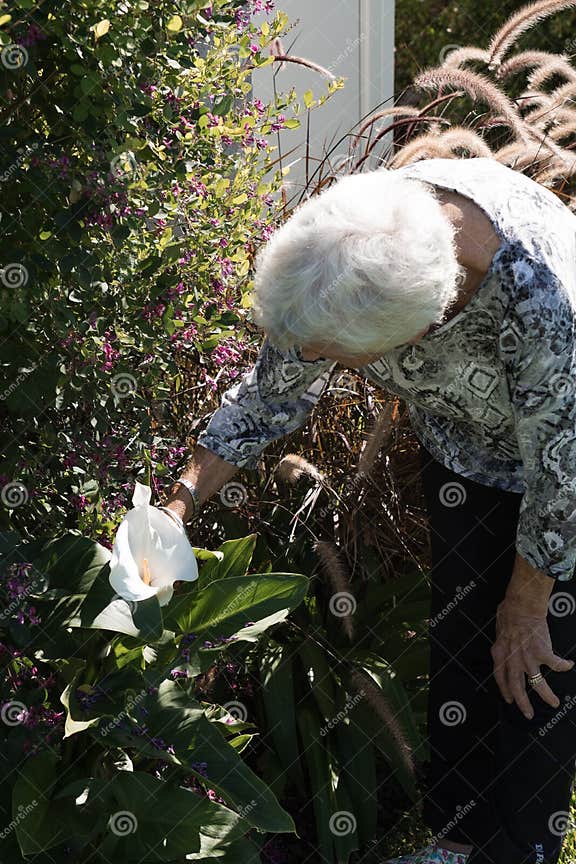 Alte Dame, Die Im Garten Ihres Hauses Eine Weiße Blume Riecht Stockfoto